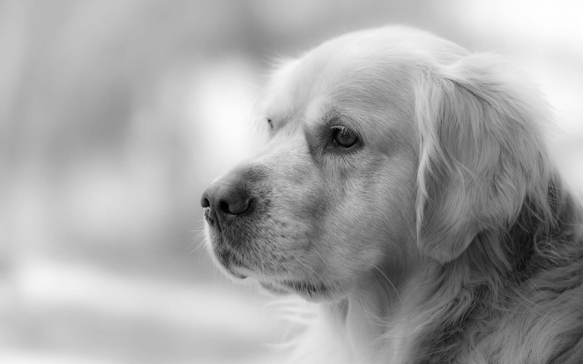 Black and white portrait of a Golden Retriever dog HD Wallpaper