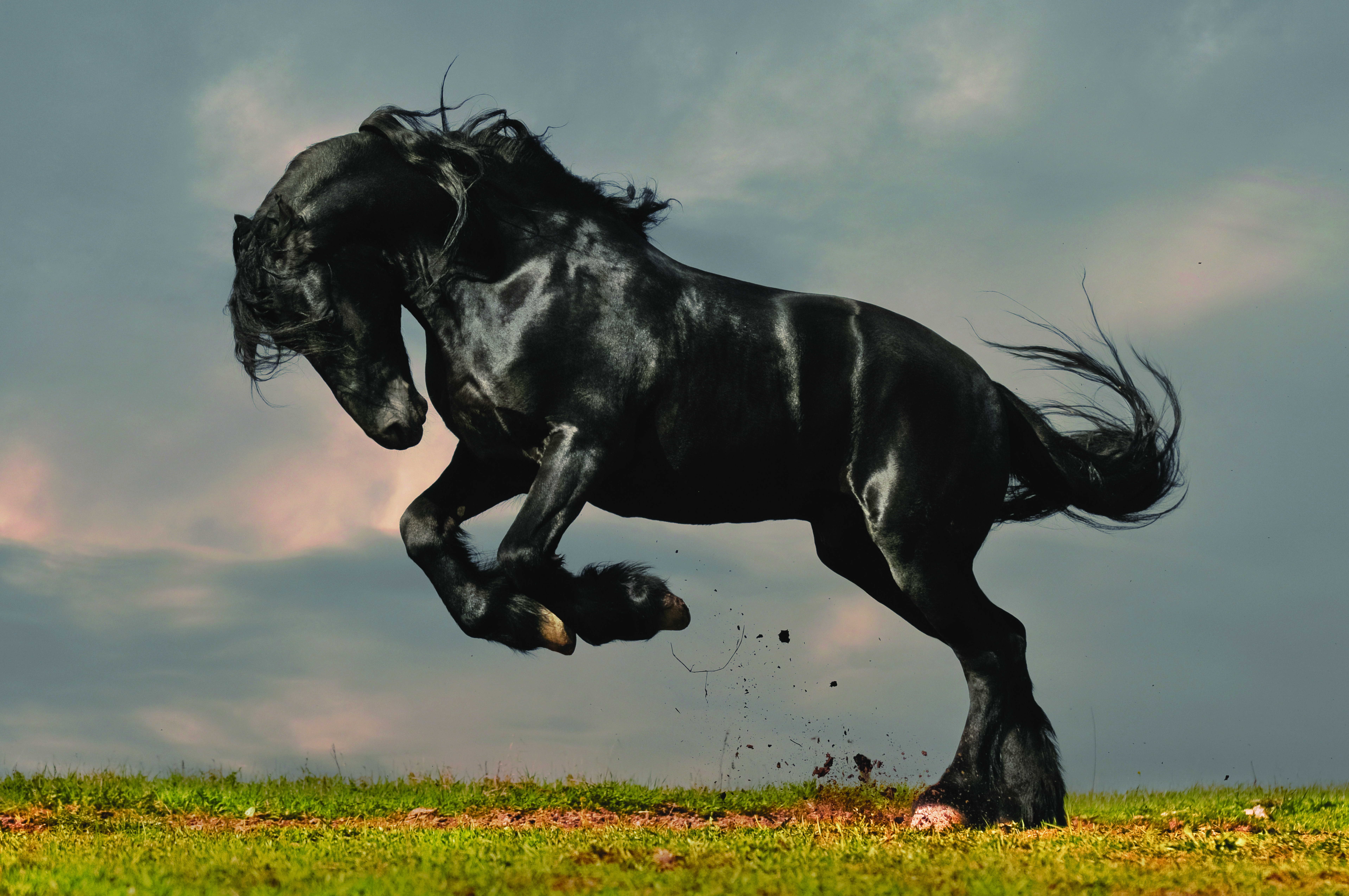 Black Friesian horse jumping in a field HD Wallpaper