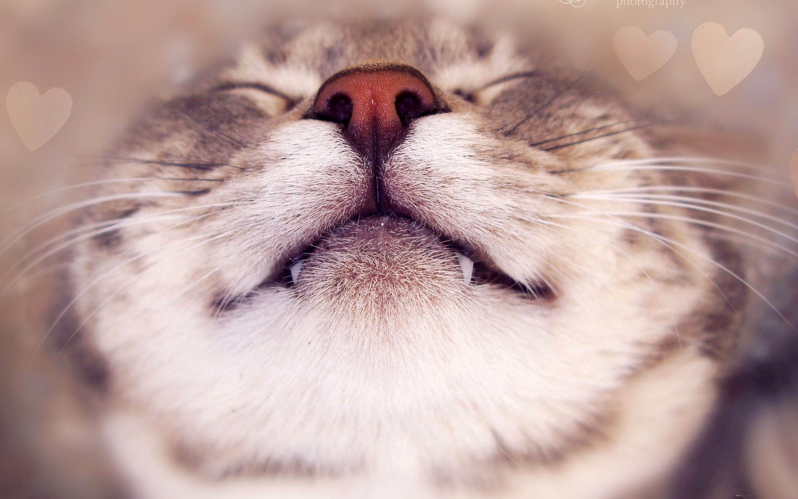 Close-up of a sleeping cat's face HD Wallpaper