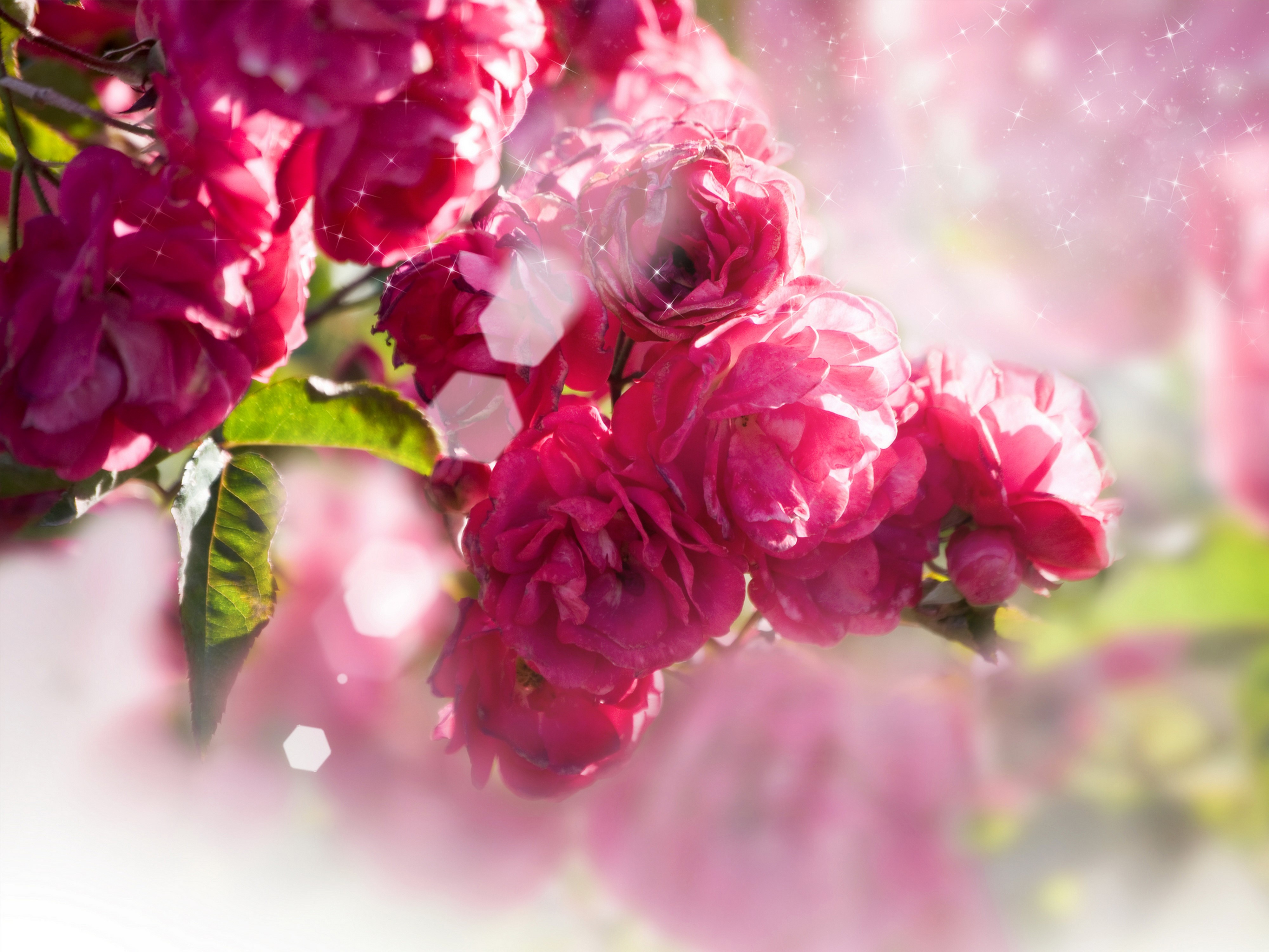 4K Pink Roses HD Wallpaper