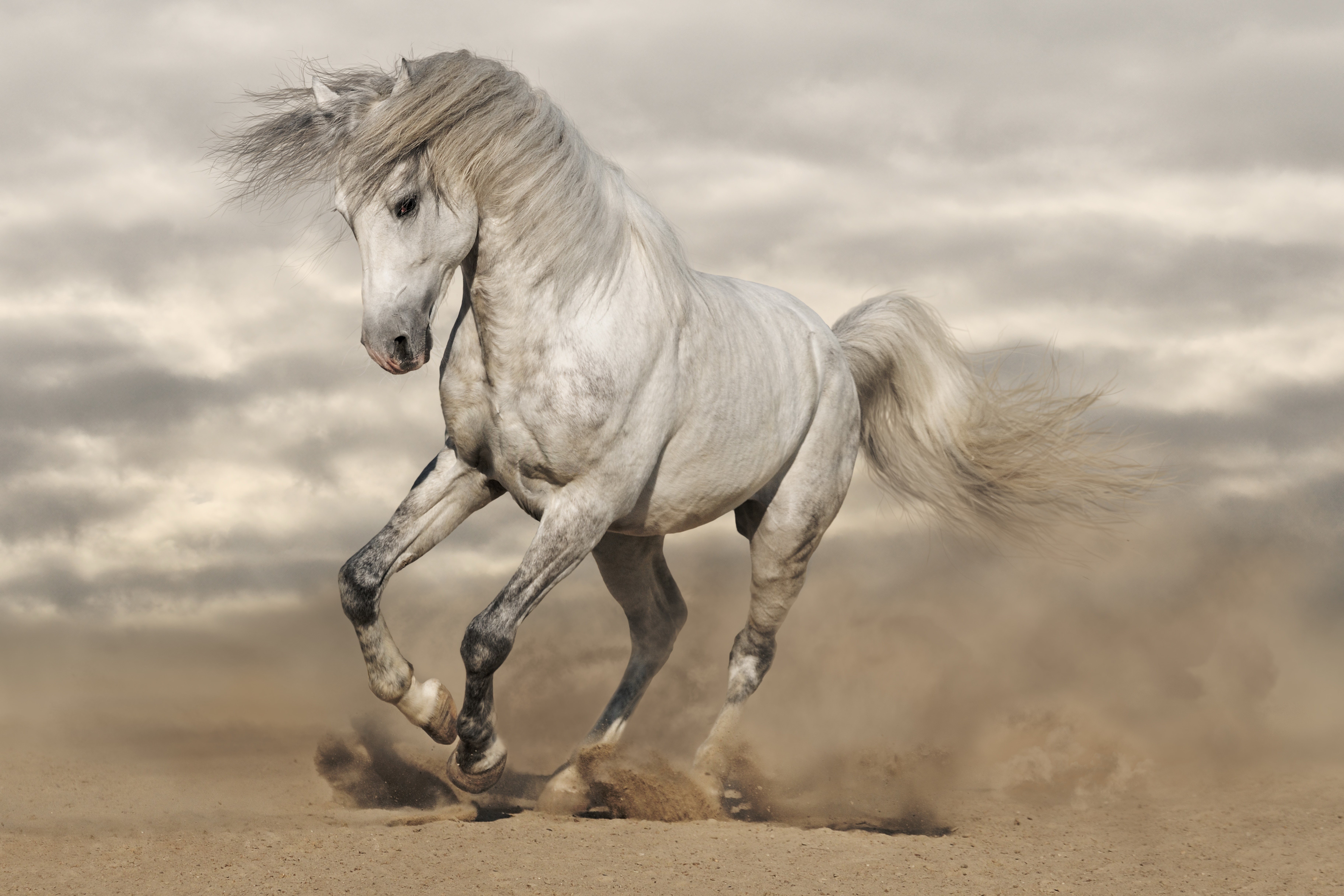 White horse running in sand HD Wallpaper