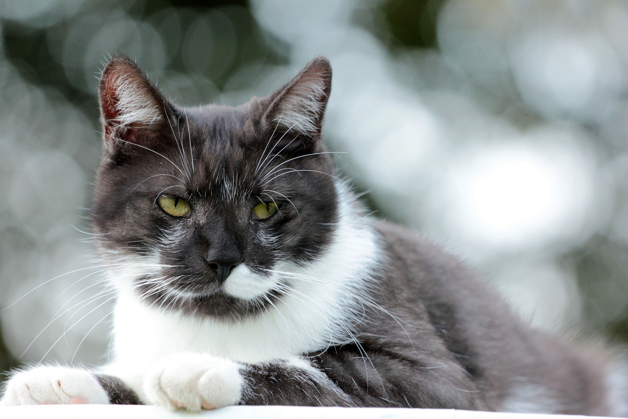 A black and white cat with green eyes HD Wallpaper