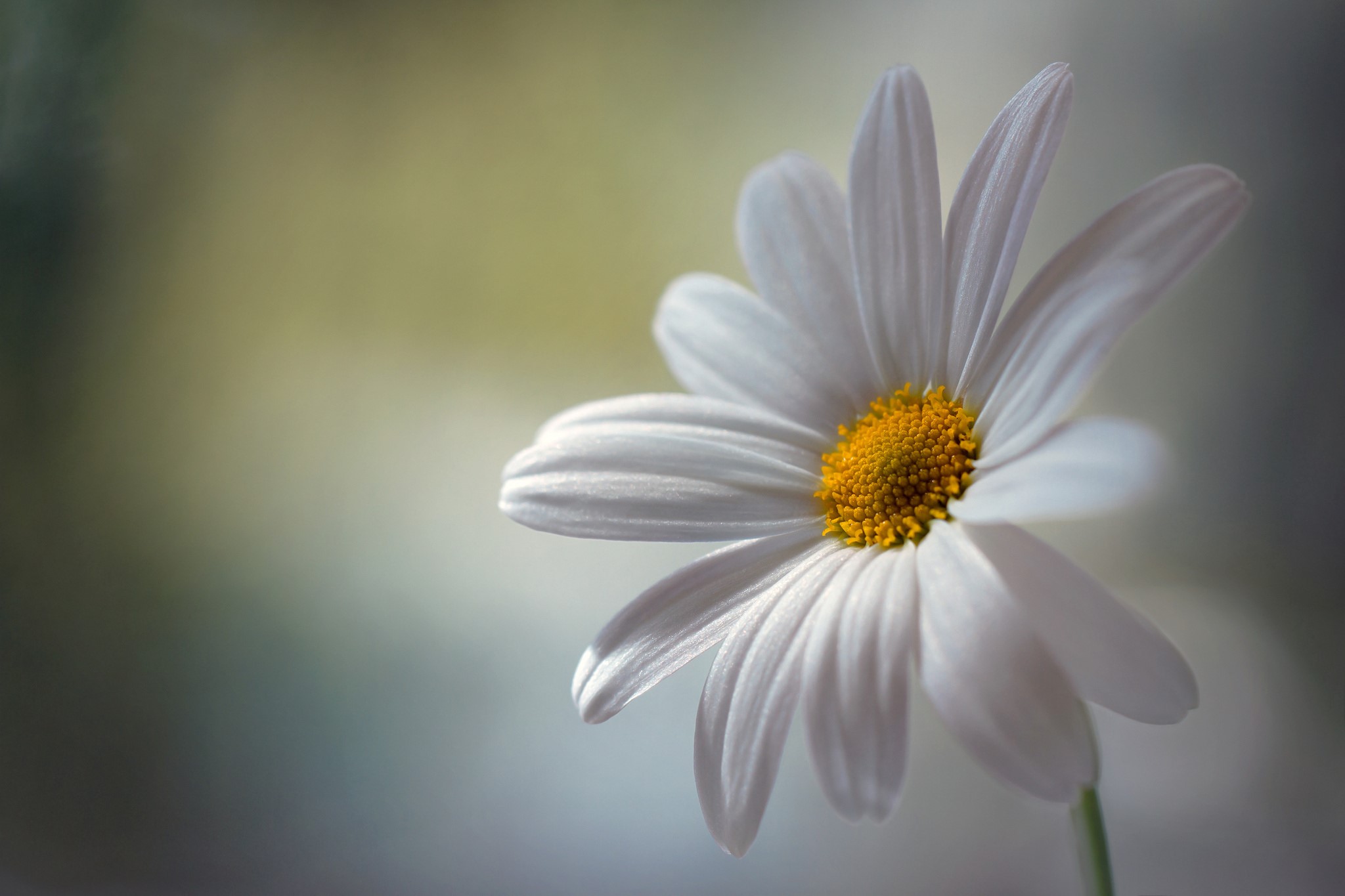 White daisy with yellow center HD Wallpaper