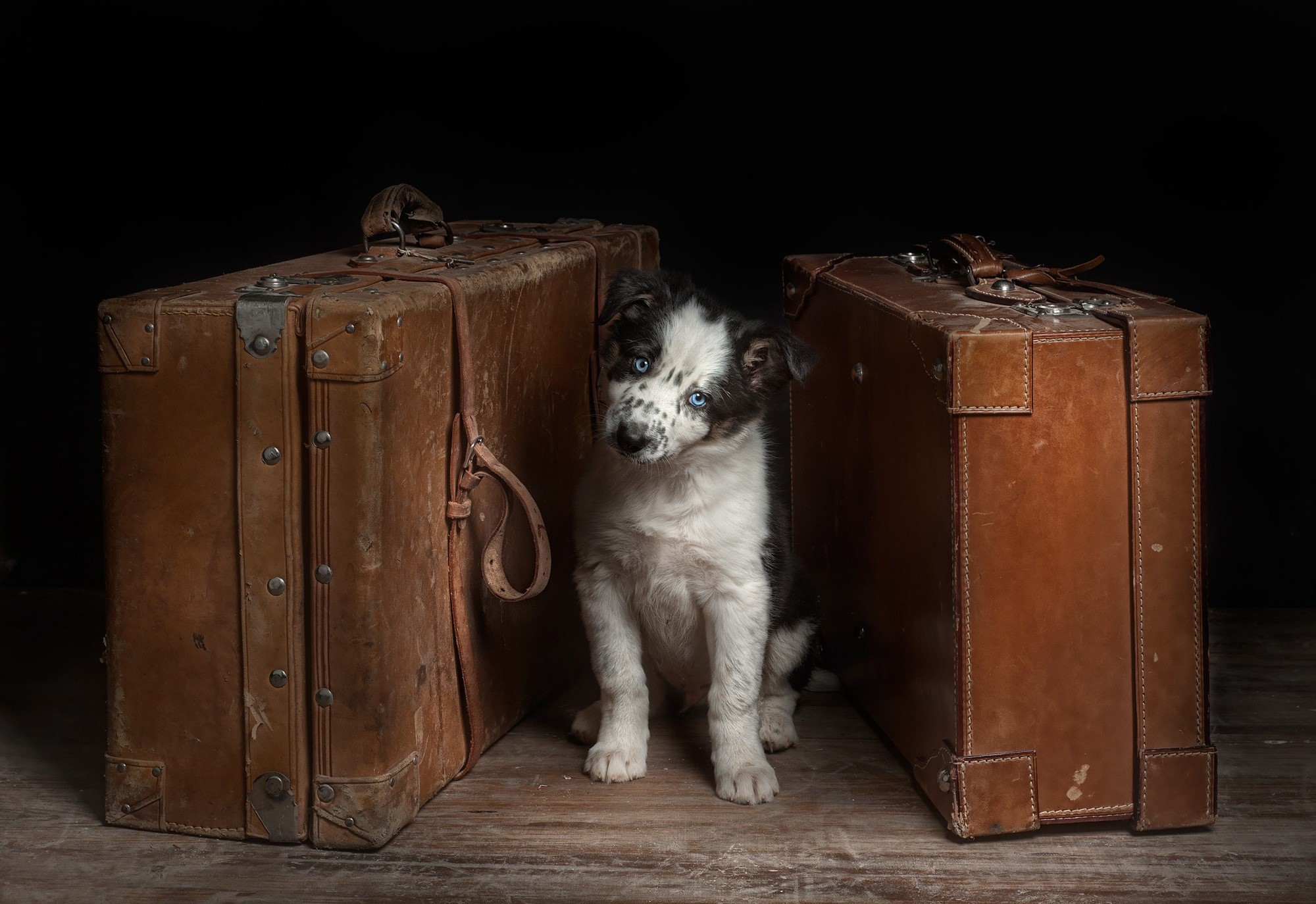Border Collie puppy between two vintage suitcases HD Wallpaper