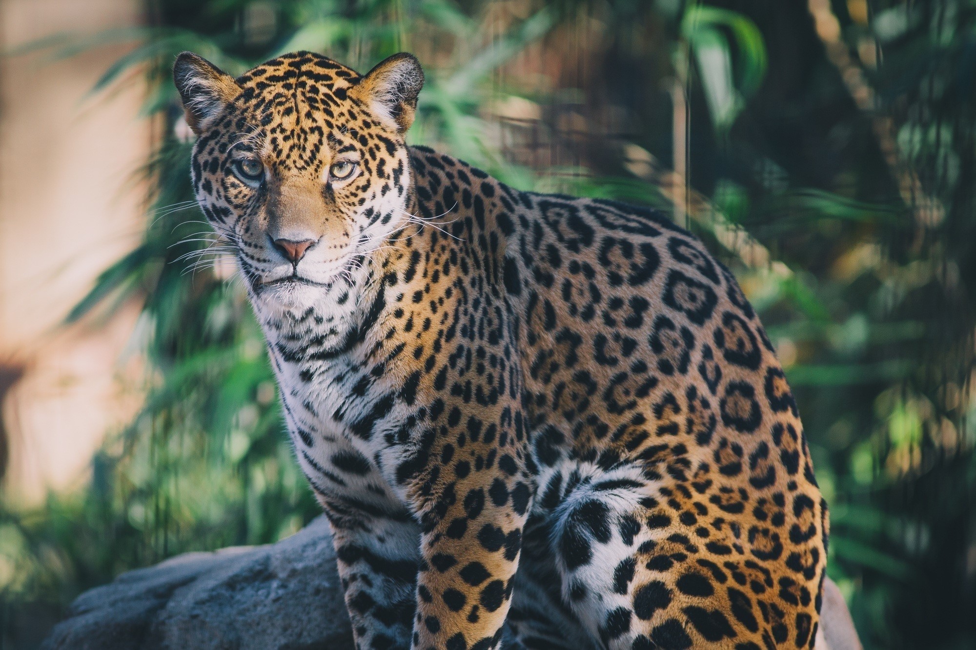 Jaguar sitting on a rock with green foliage HD Wallpaper