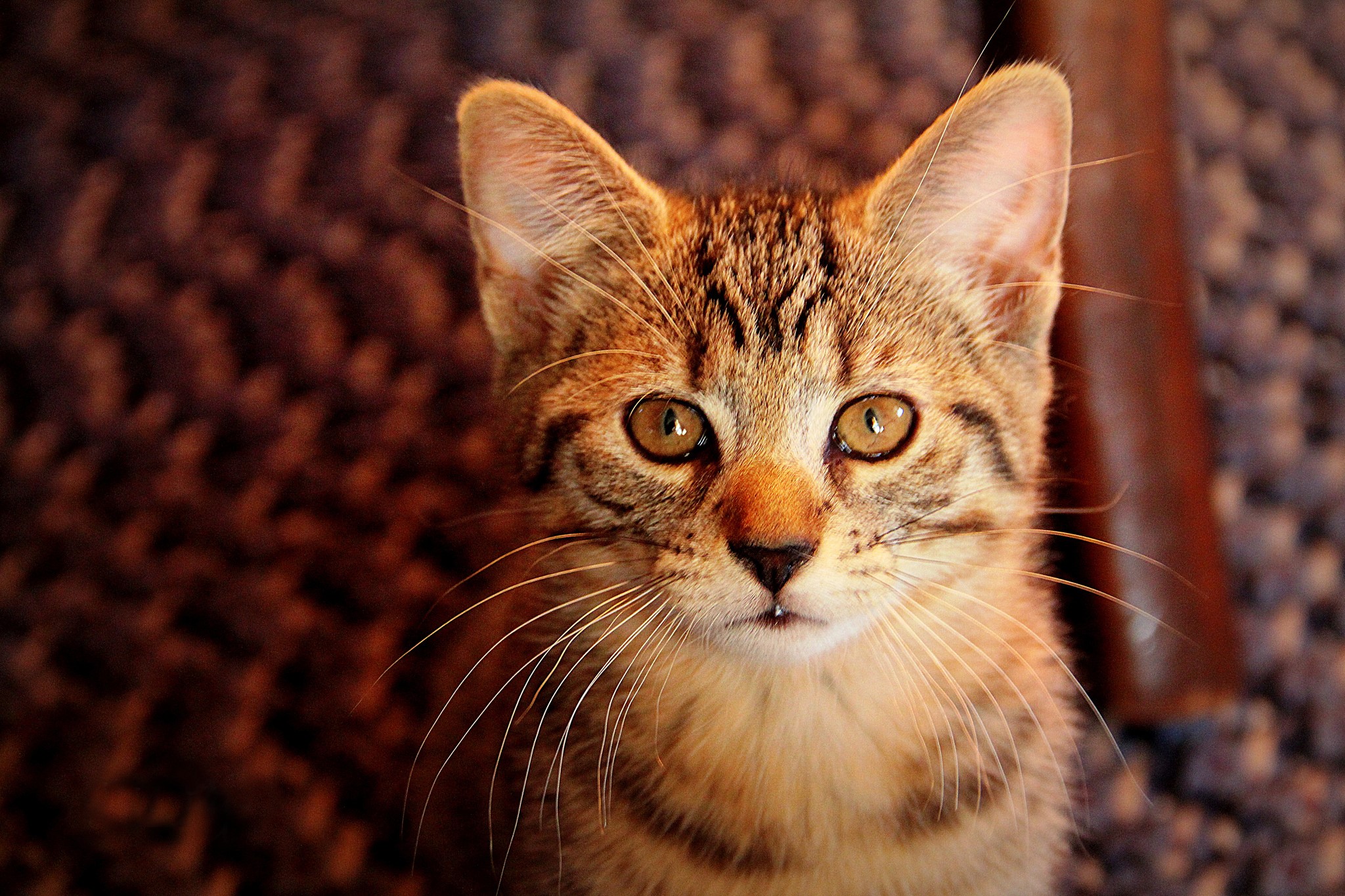 Close-up of a tabby kitten's face HD Wallpaper
