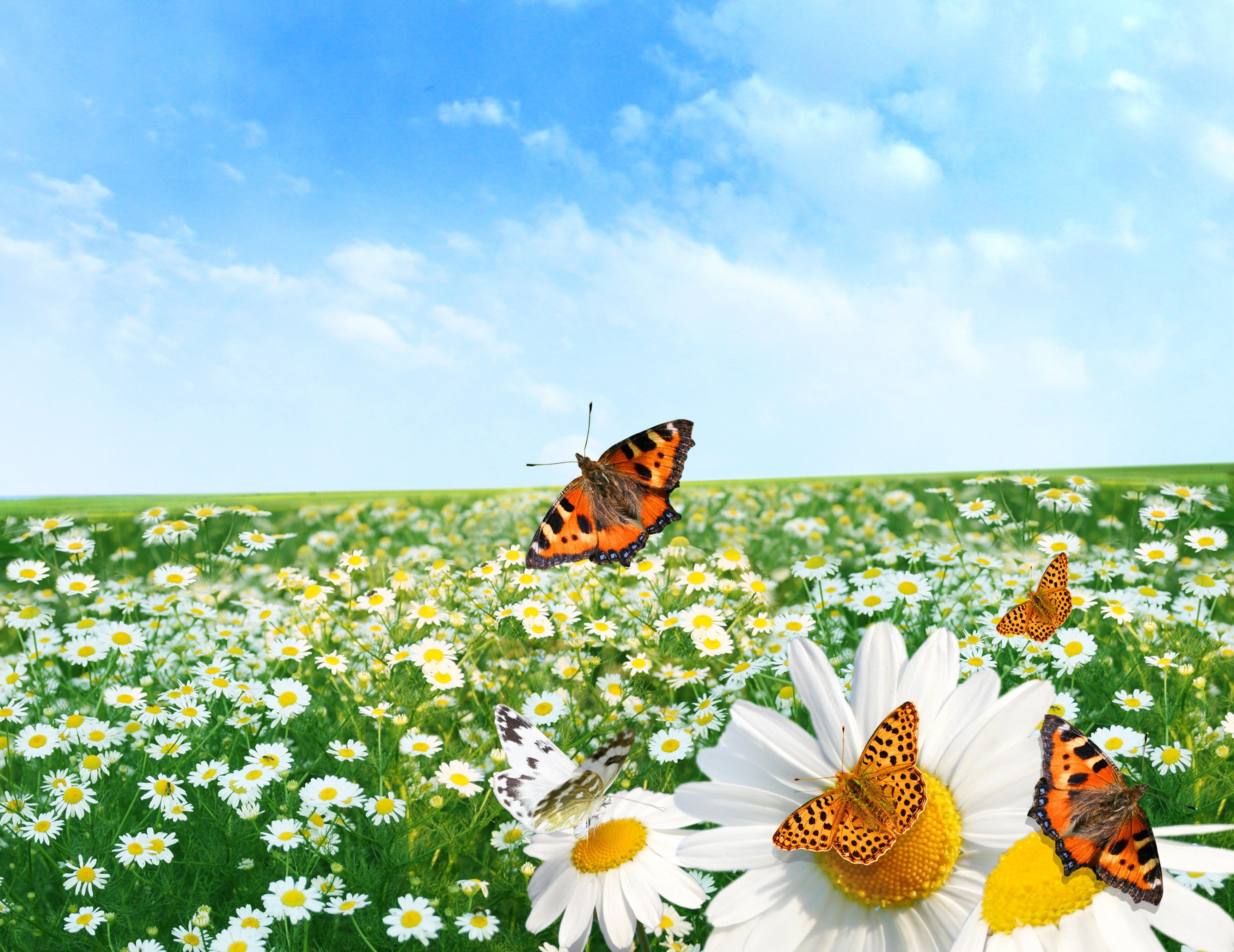 Butterflies in a field of daisies under a blue sky HD Wallpaper
