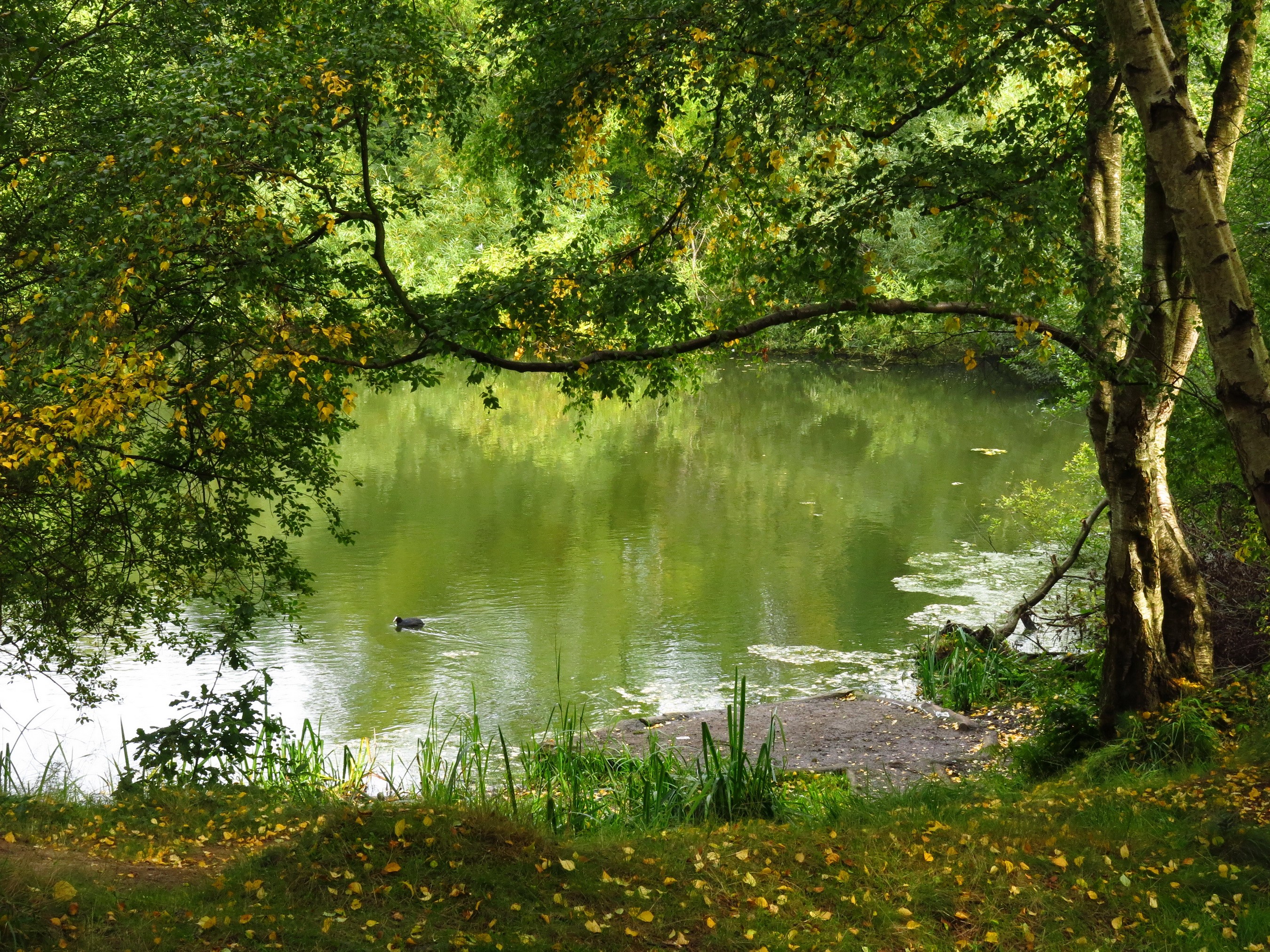 A duck swims in a pond surrounded by trees in England HD Wallpaper