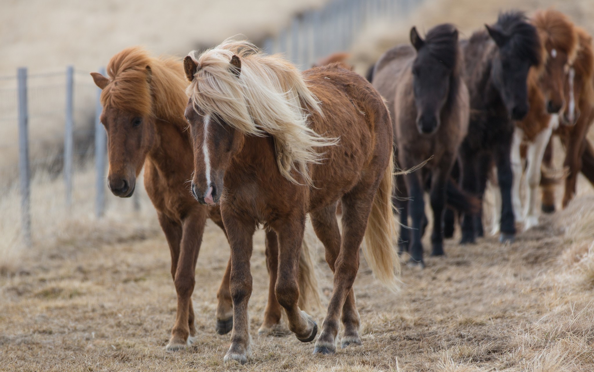 A herd of Icelandic horses walking in a field HD Wallpaper