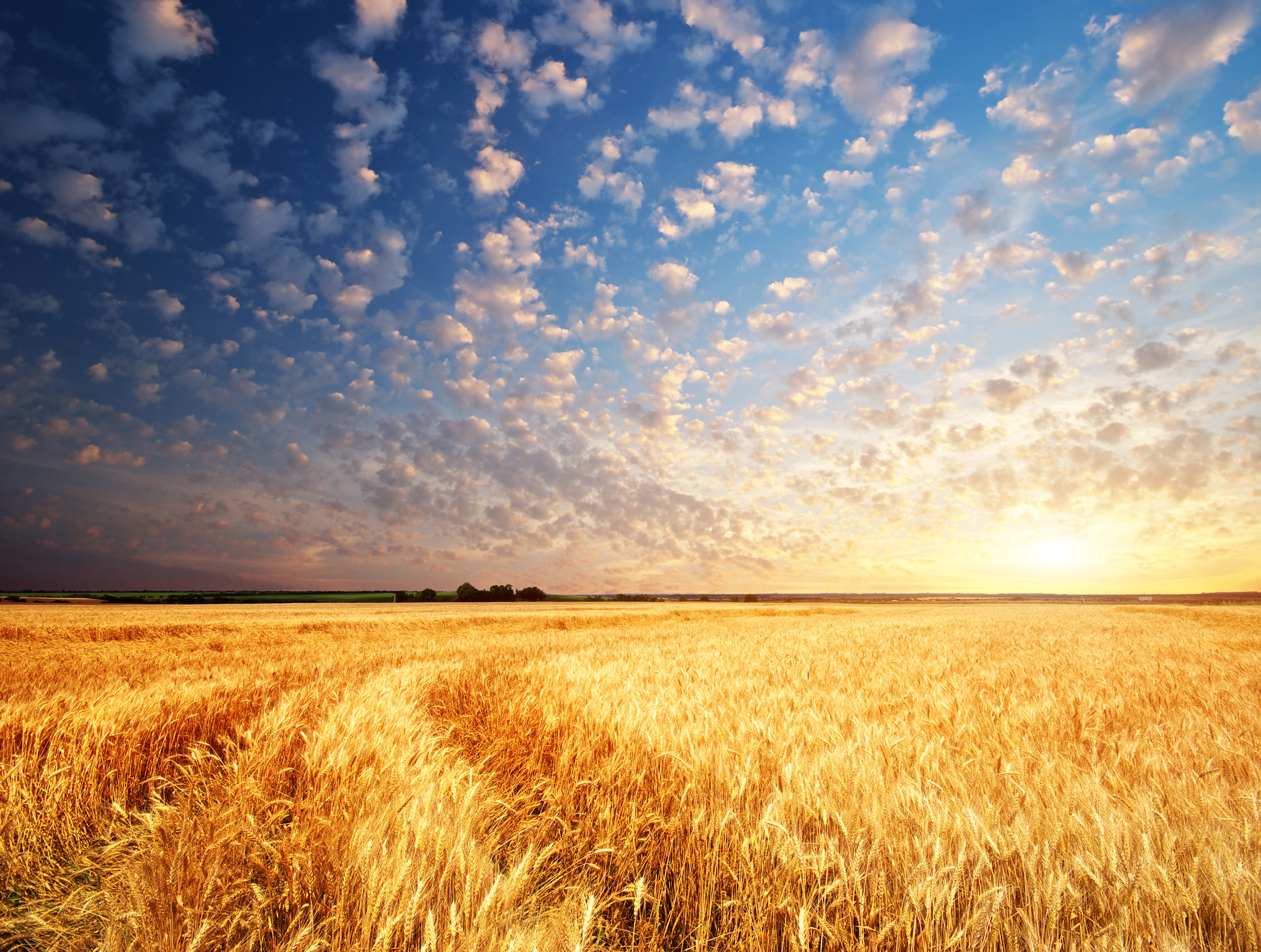 Wheat field at sunset with clouds HD Wallpaper