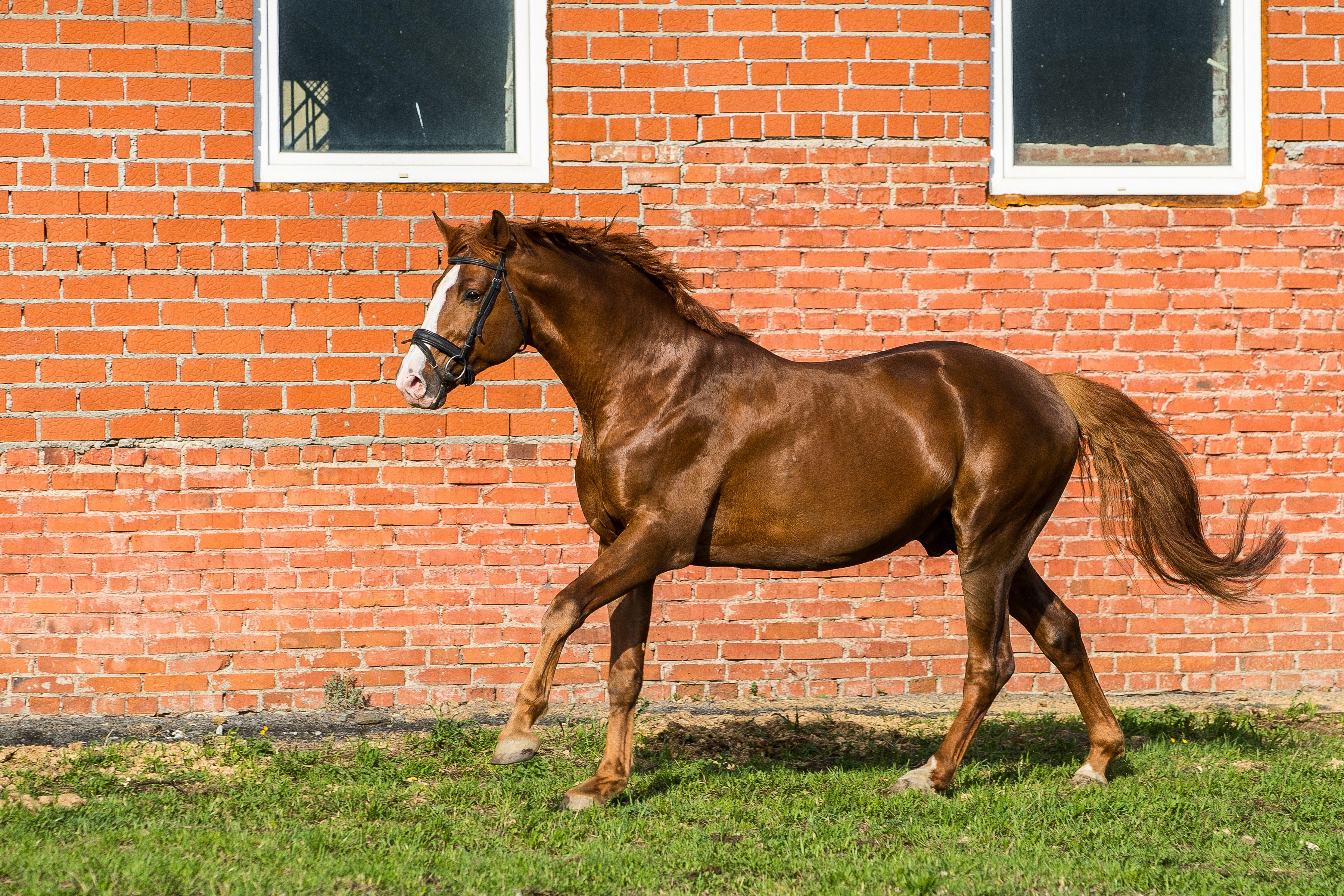Brown horse with white markings walking on grass in front of brick wall HD Wallpaper