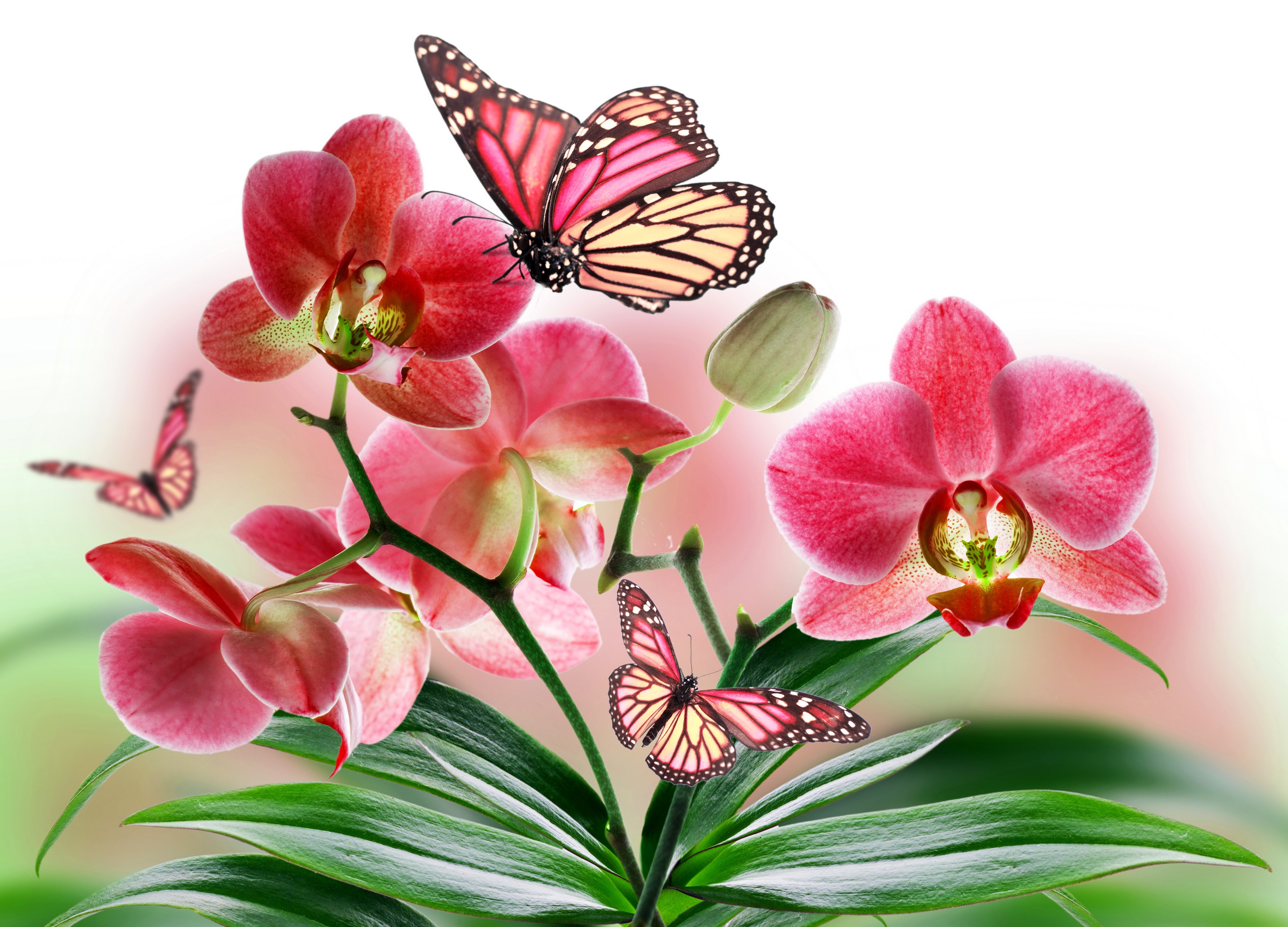 4K Orchids and Butterflies HD Wallpaper