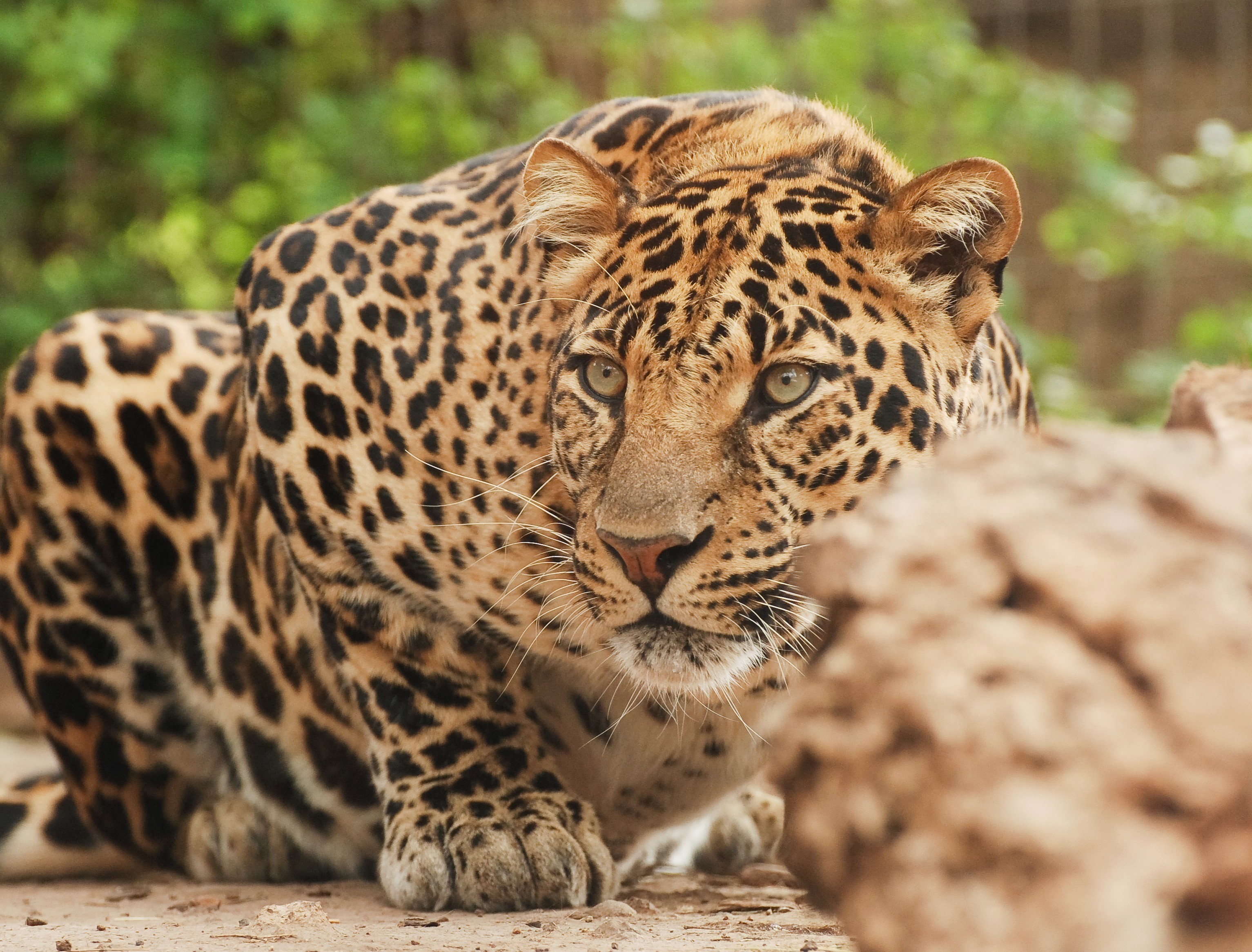 Leopard with spotted fur looking to the side HD Wallpaper