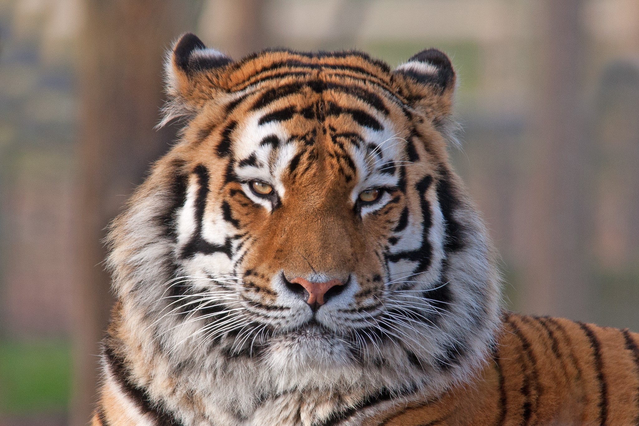 Close-up of a tiger's face HD Wallpaper