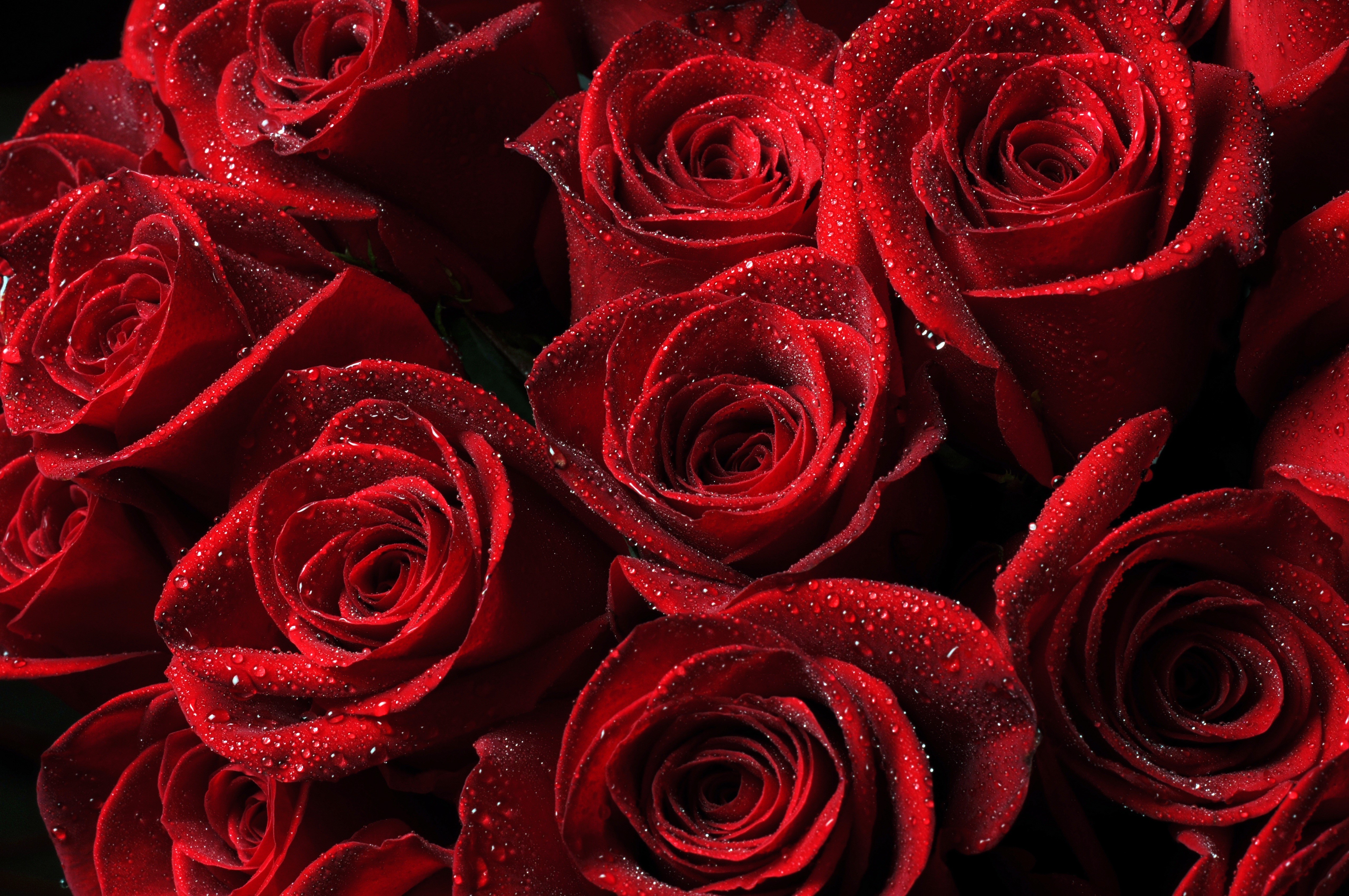 Red Roses with Water Drops HD Wallpaper