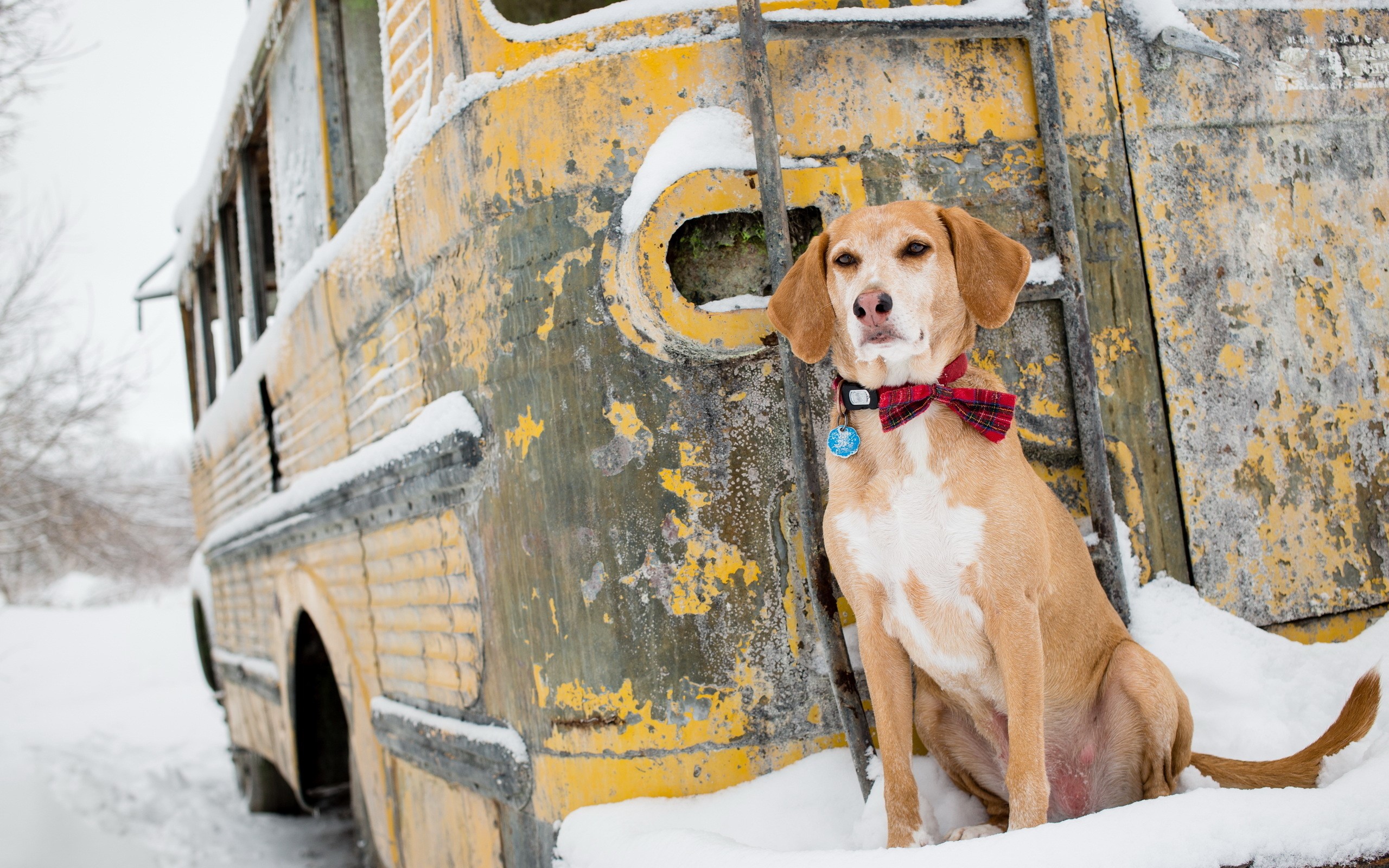 Dog in a red bowtie by a yellow school bus in snow HD Wallpaper