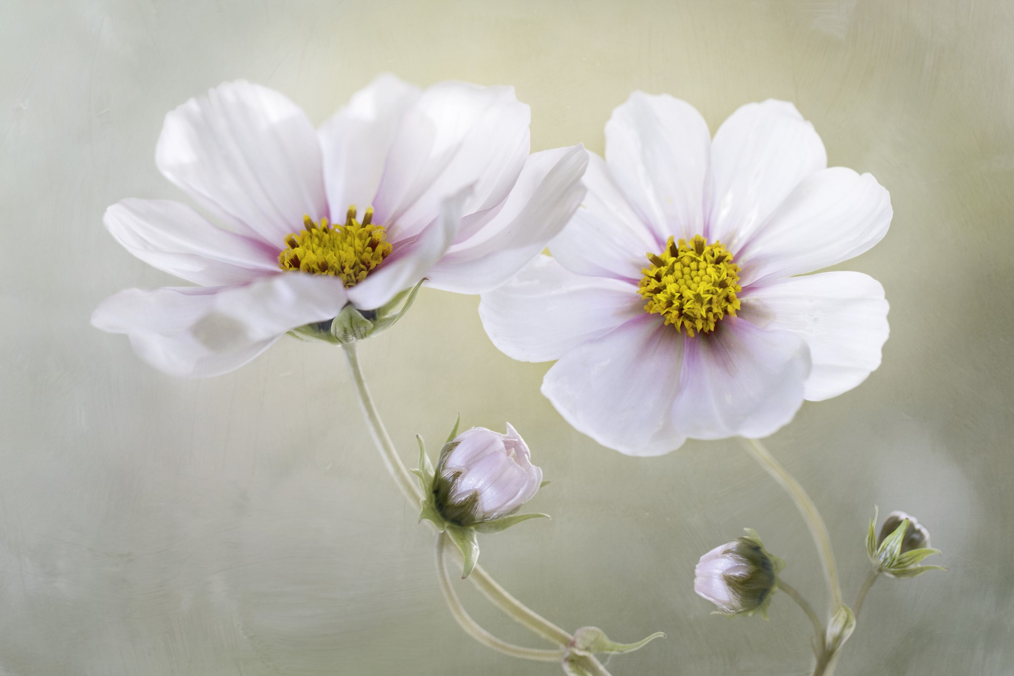 Two white cosmos flowers with pink accents and yellow centers HD Wallpaper