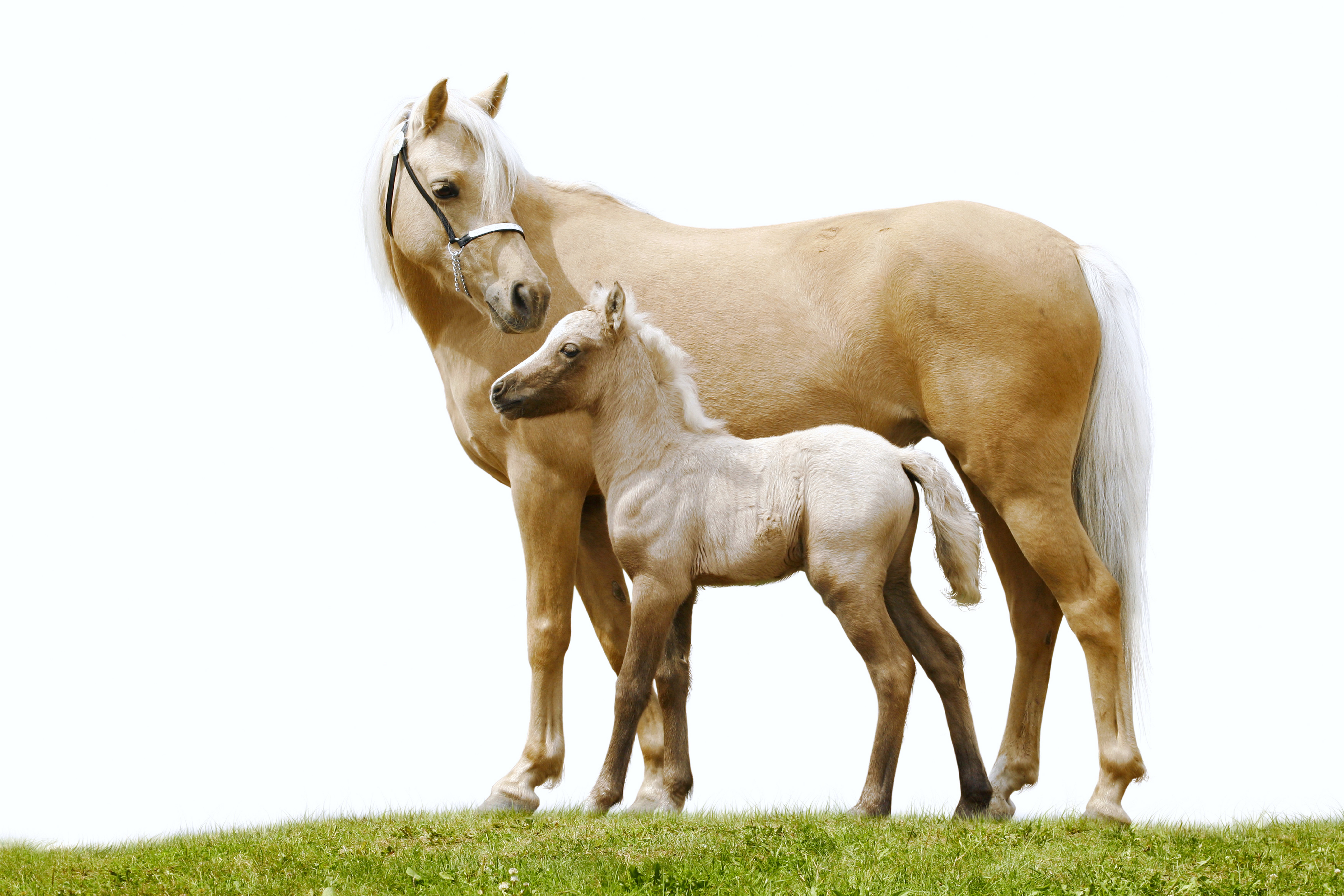 Two horses on a grassy hill HD Wallpaper