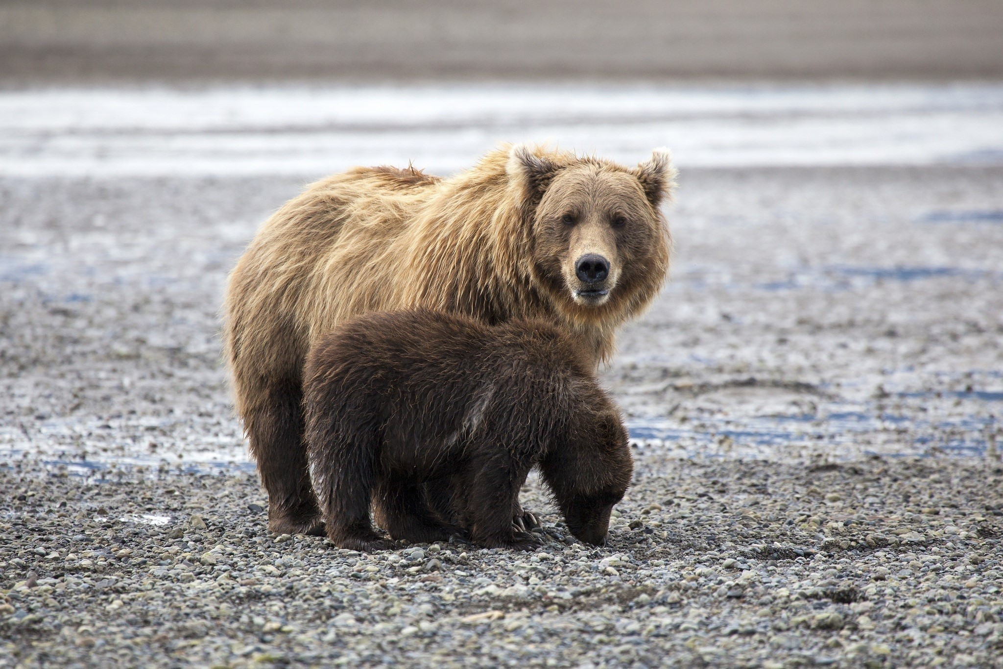 Mother and cub brown bears on a rocky shore HD Wallpaper