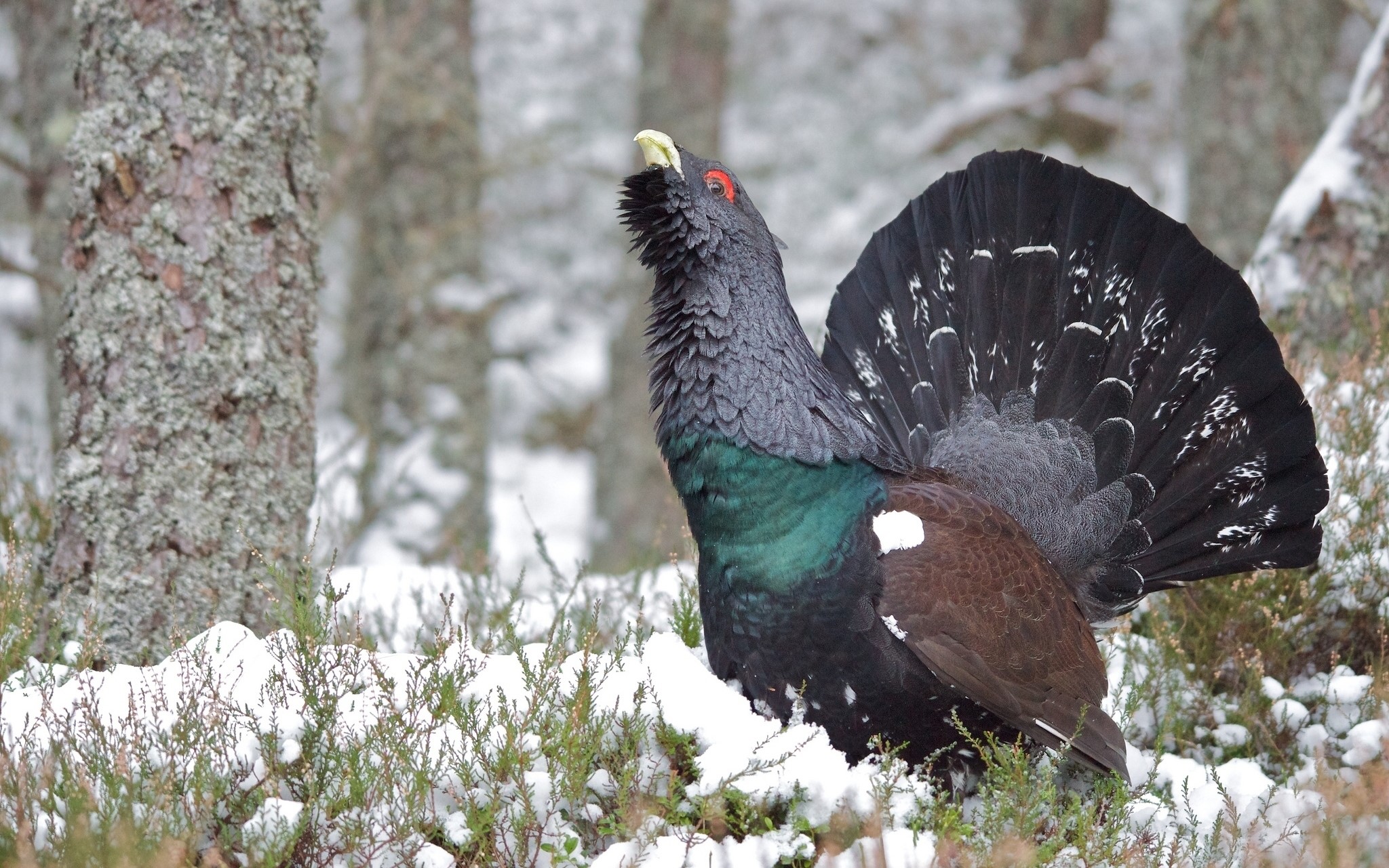 Capercaillie bird in a snowy forest HD Wallpaper