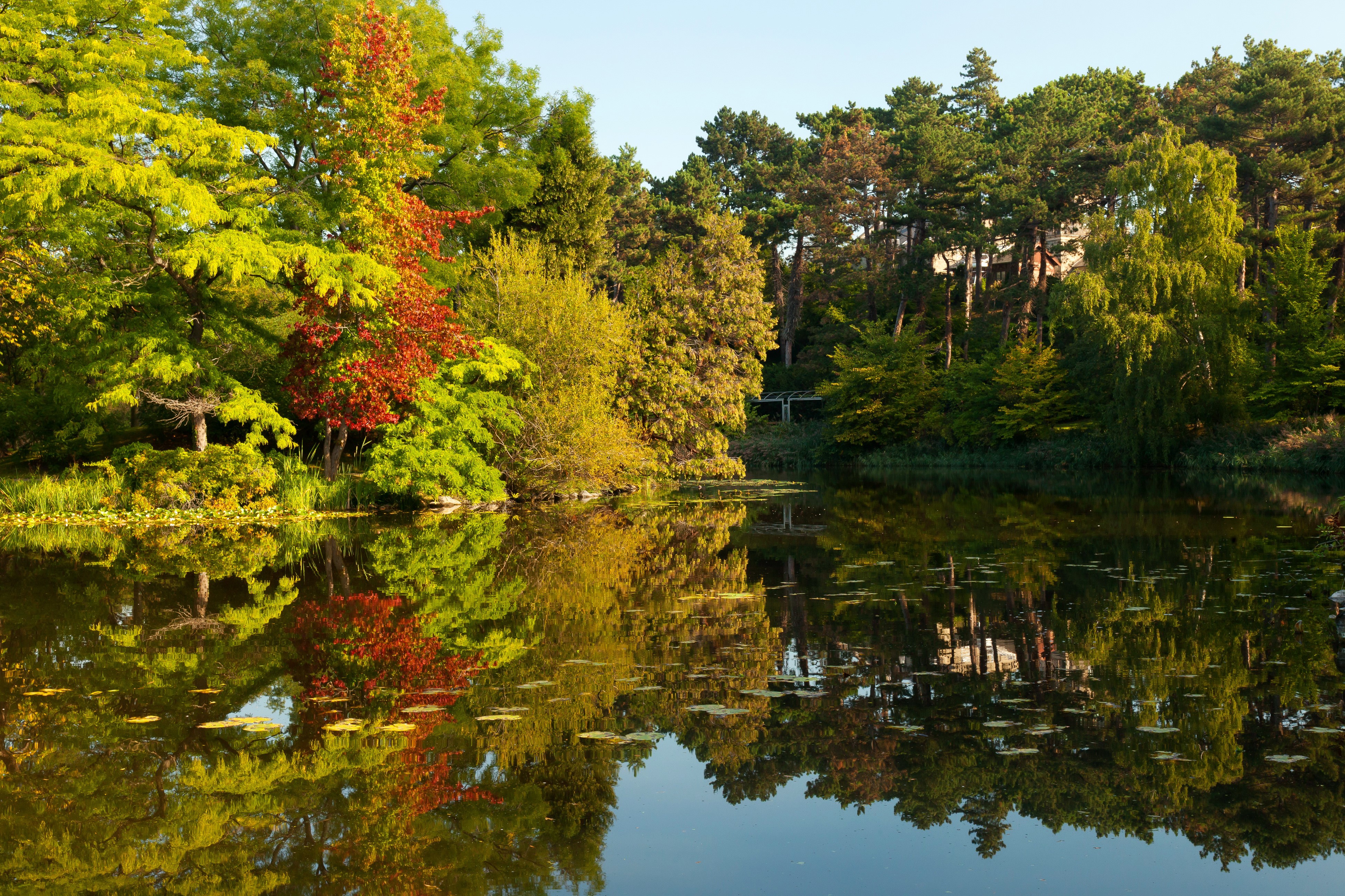 Trees reflected in a pond in Copenhagen, Denmark HD Wallpaper