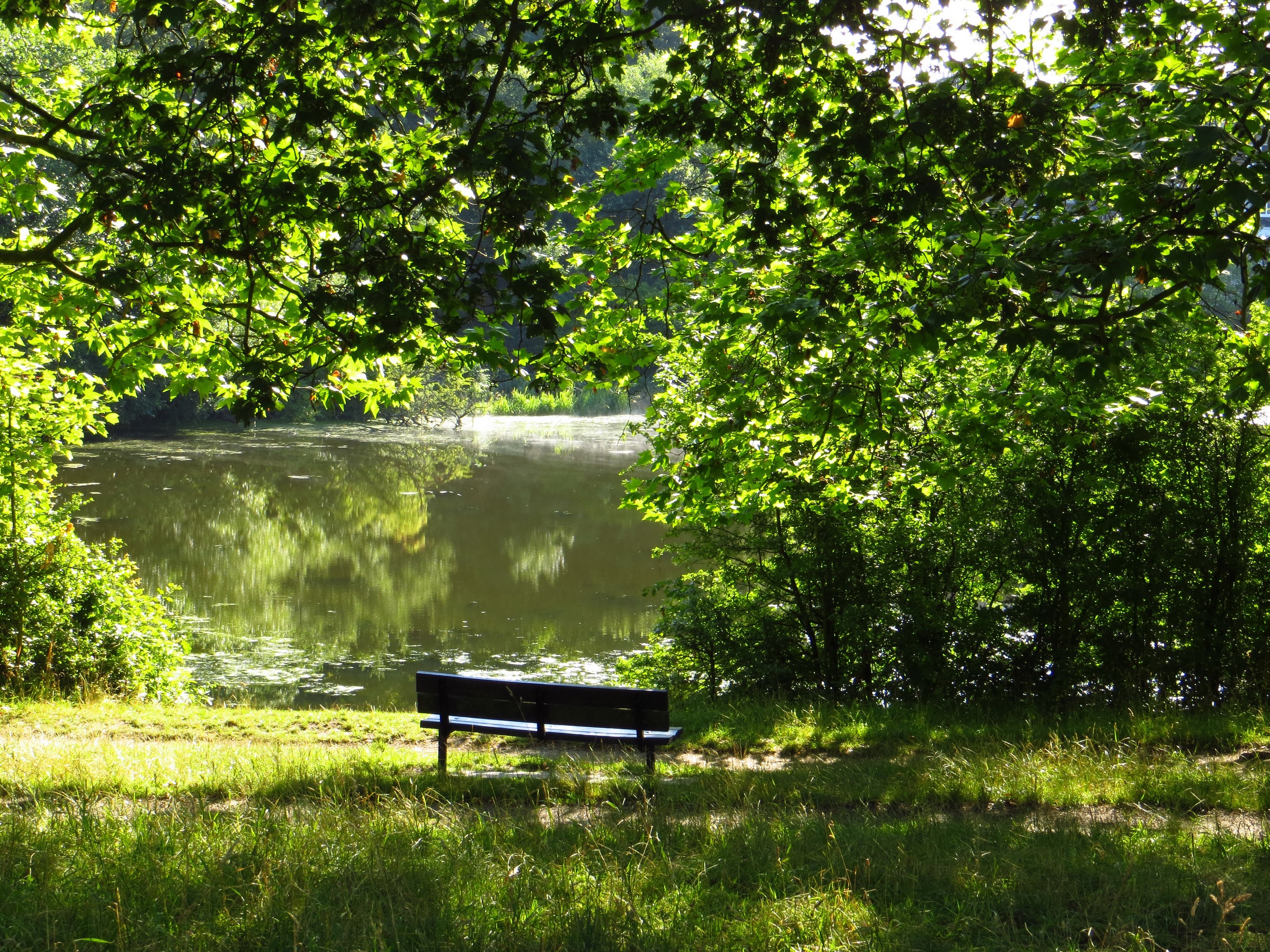 Bench by a pond in Hampstead Heath, London HD Wallpaper