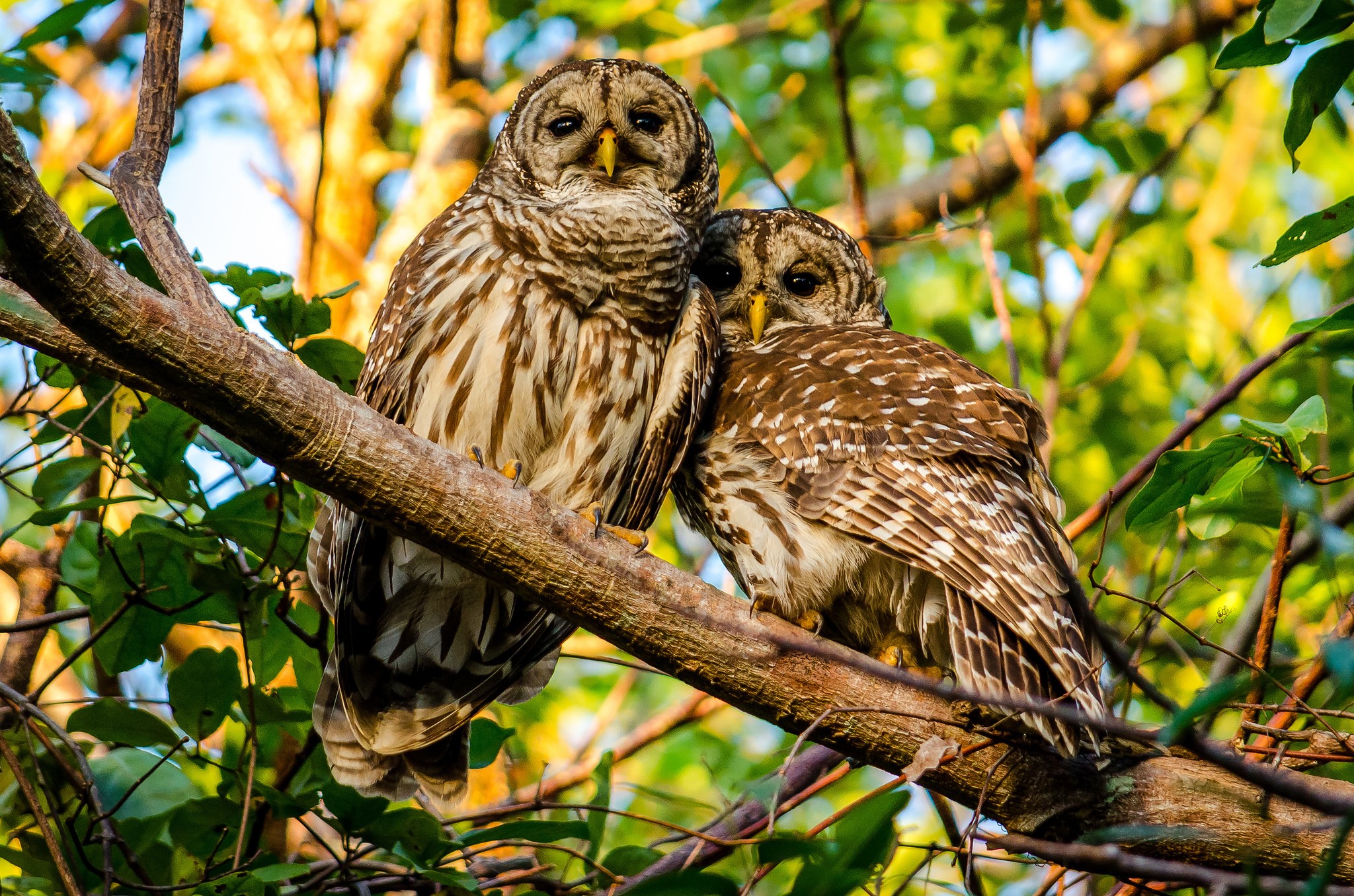 Two Barred Owls Perched on a Branch HD Wallpaper