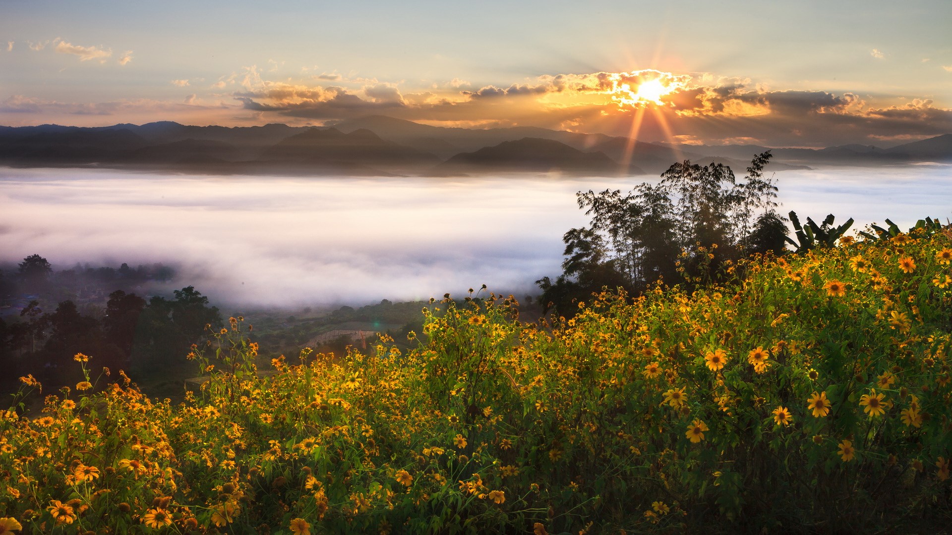 Sunrise over a misty valley with flowers HD Wallpaper