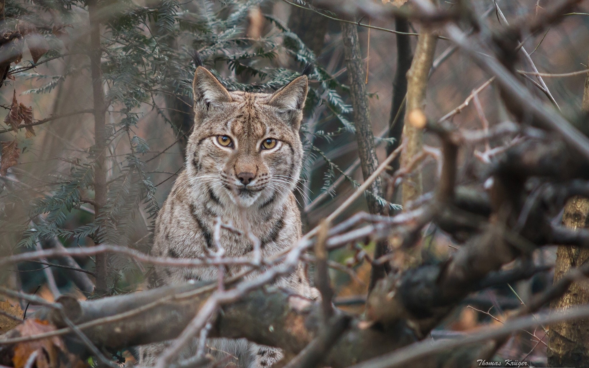 Lynx peeking through branches in a forest HD Wallpaper