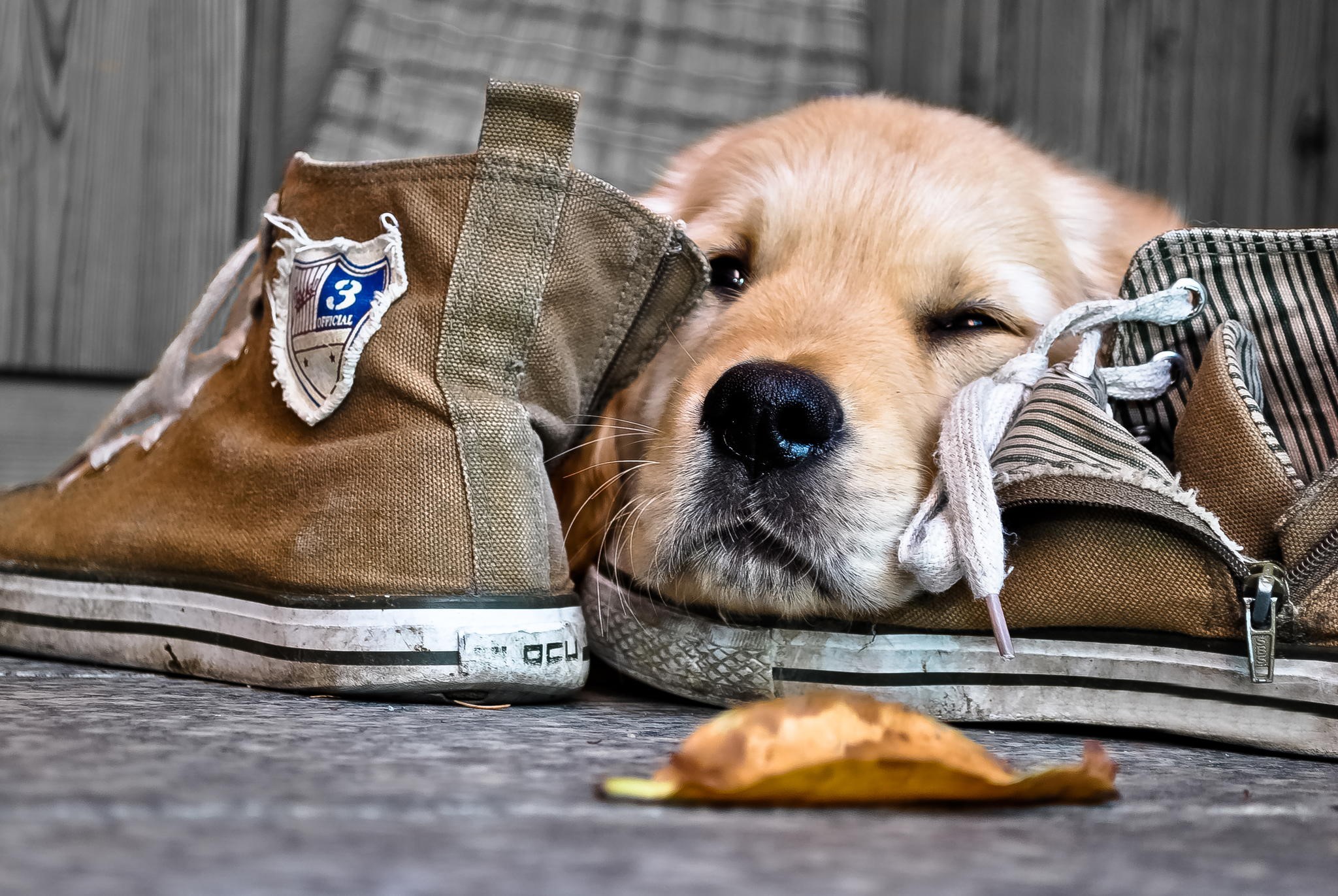 Golden Retriever puppy sleeping in shoes HD Wallpaper