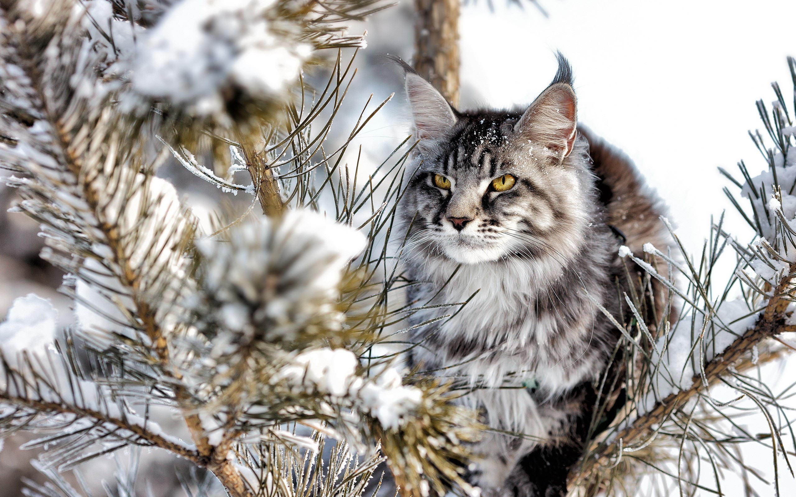 Maine Coon cat sitting on snowy pine branches HD Wallpaper