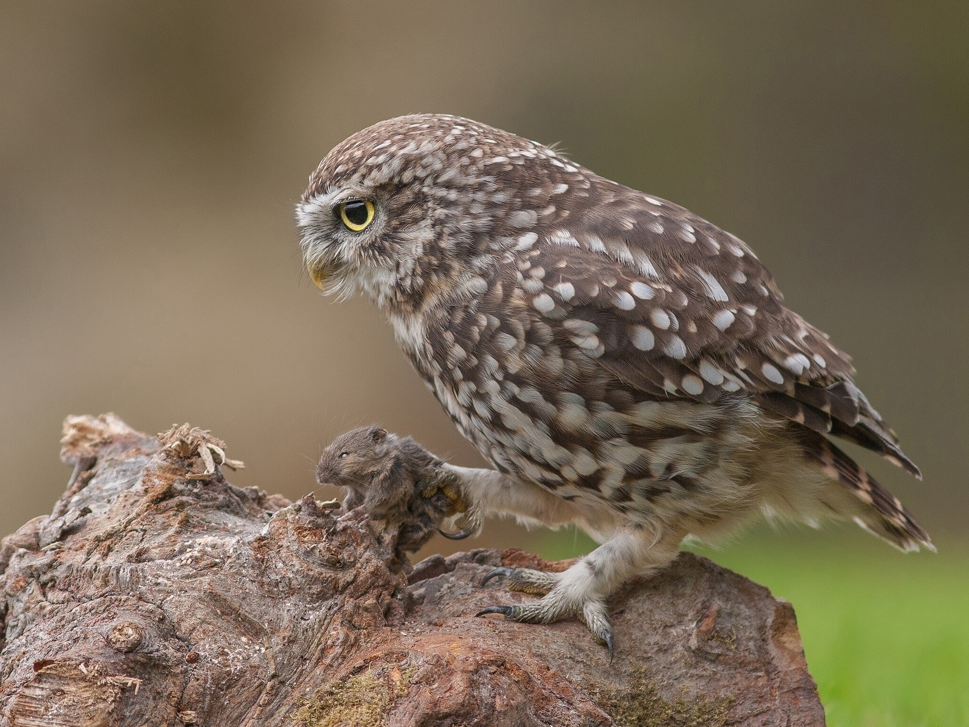 Little Owl with a Mouse on a Log HD Wallpaper