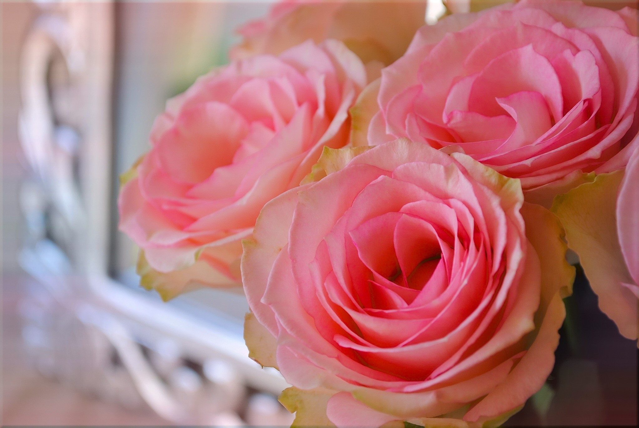 Close-up of Pink Roses HD Wallpaper
