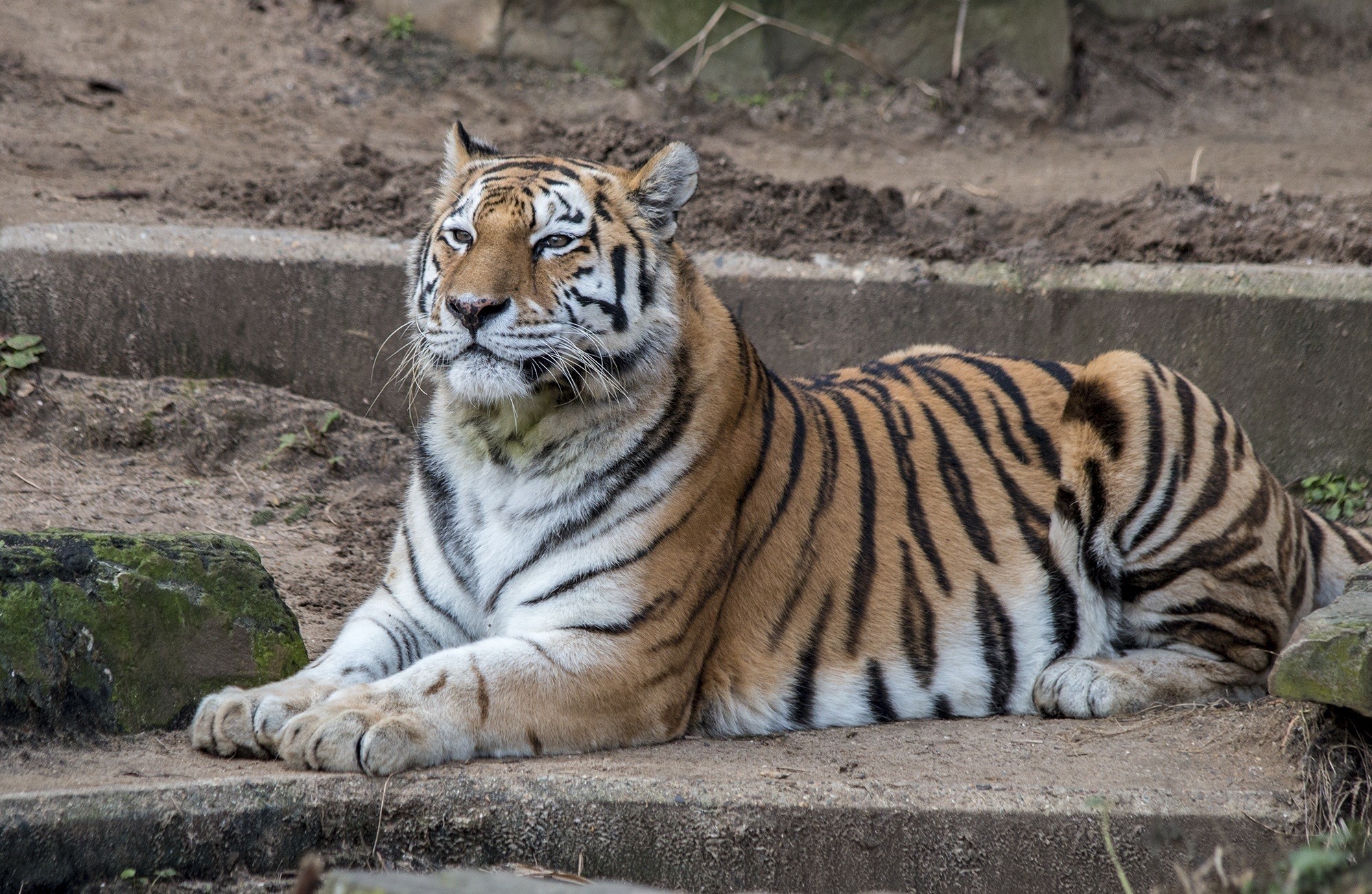 Tiger lying down on concrete steps HD Wallpaper