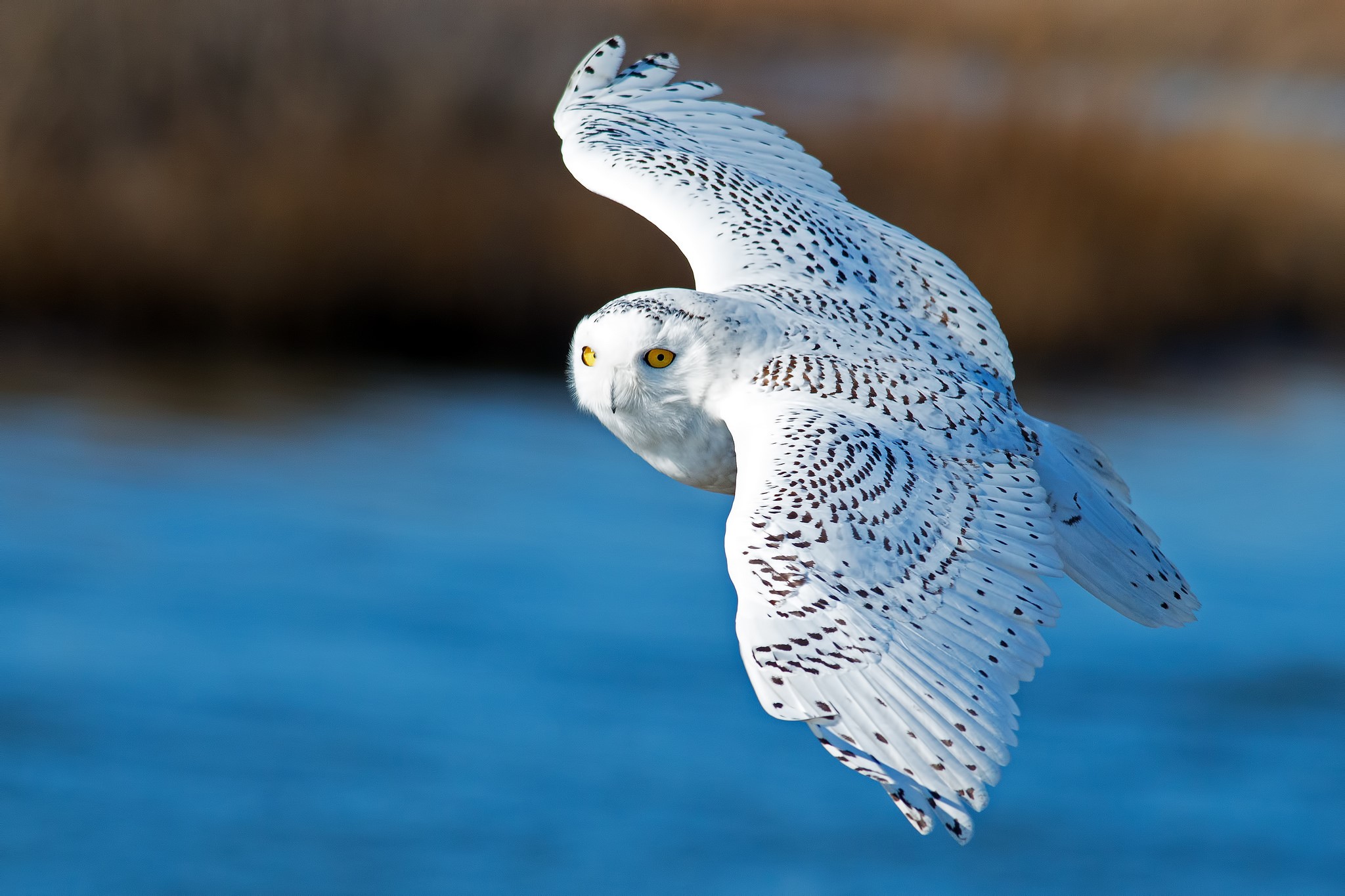 Snowy owl in flight over water HD Wallpaper