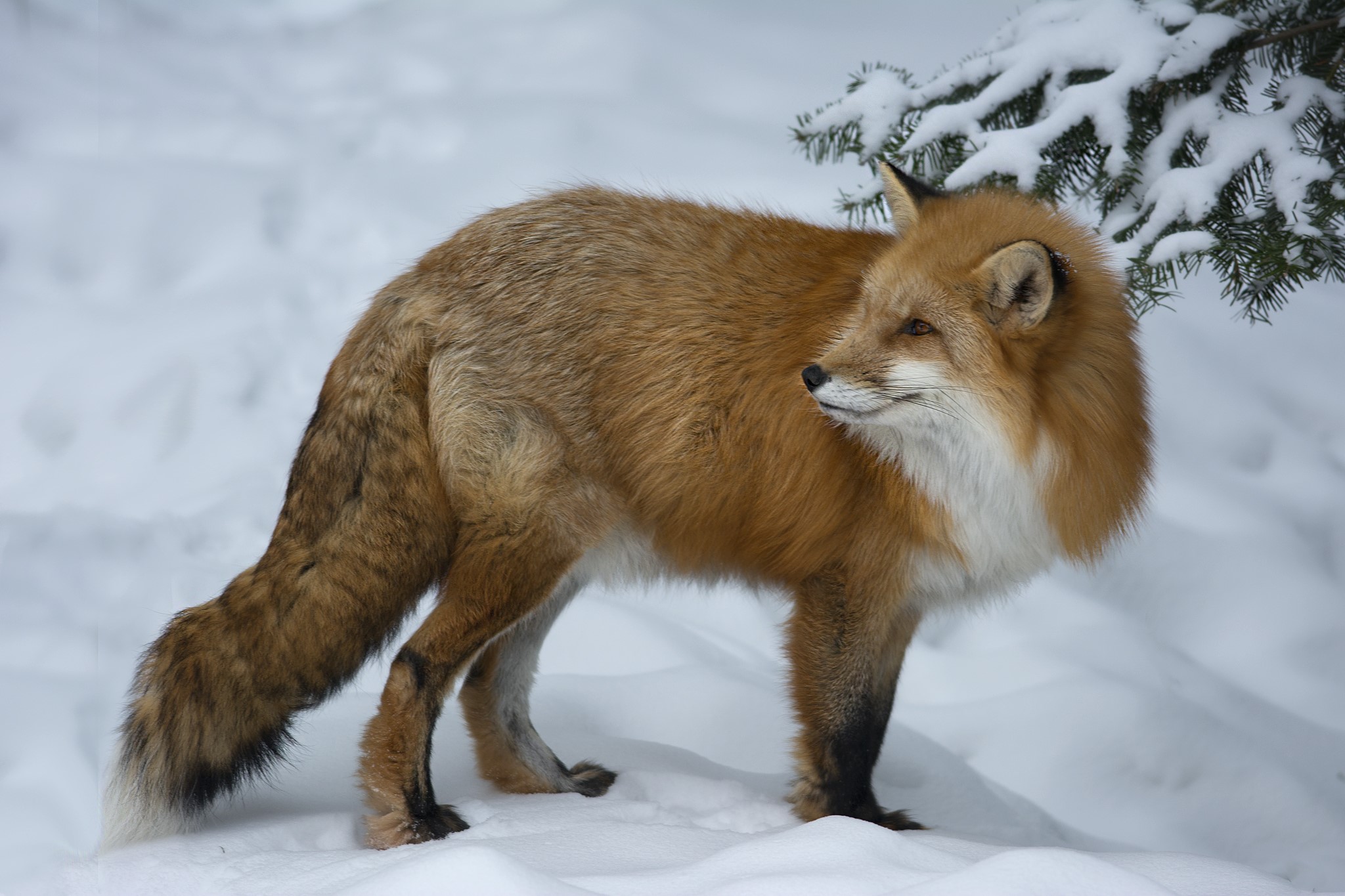 Red fox standing in the snow HD Wallpaper