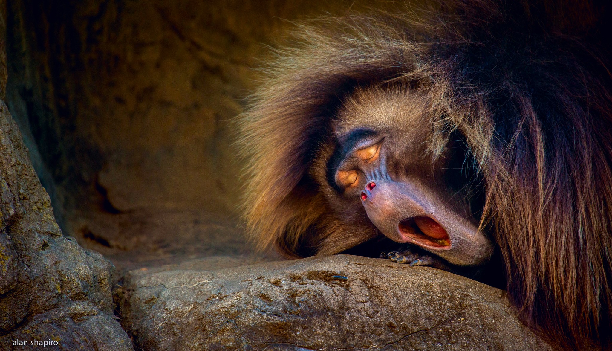 Gelada baboon sleeping on a rock HD Wallpaper