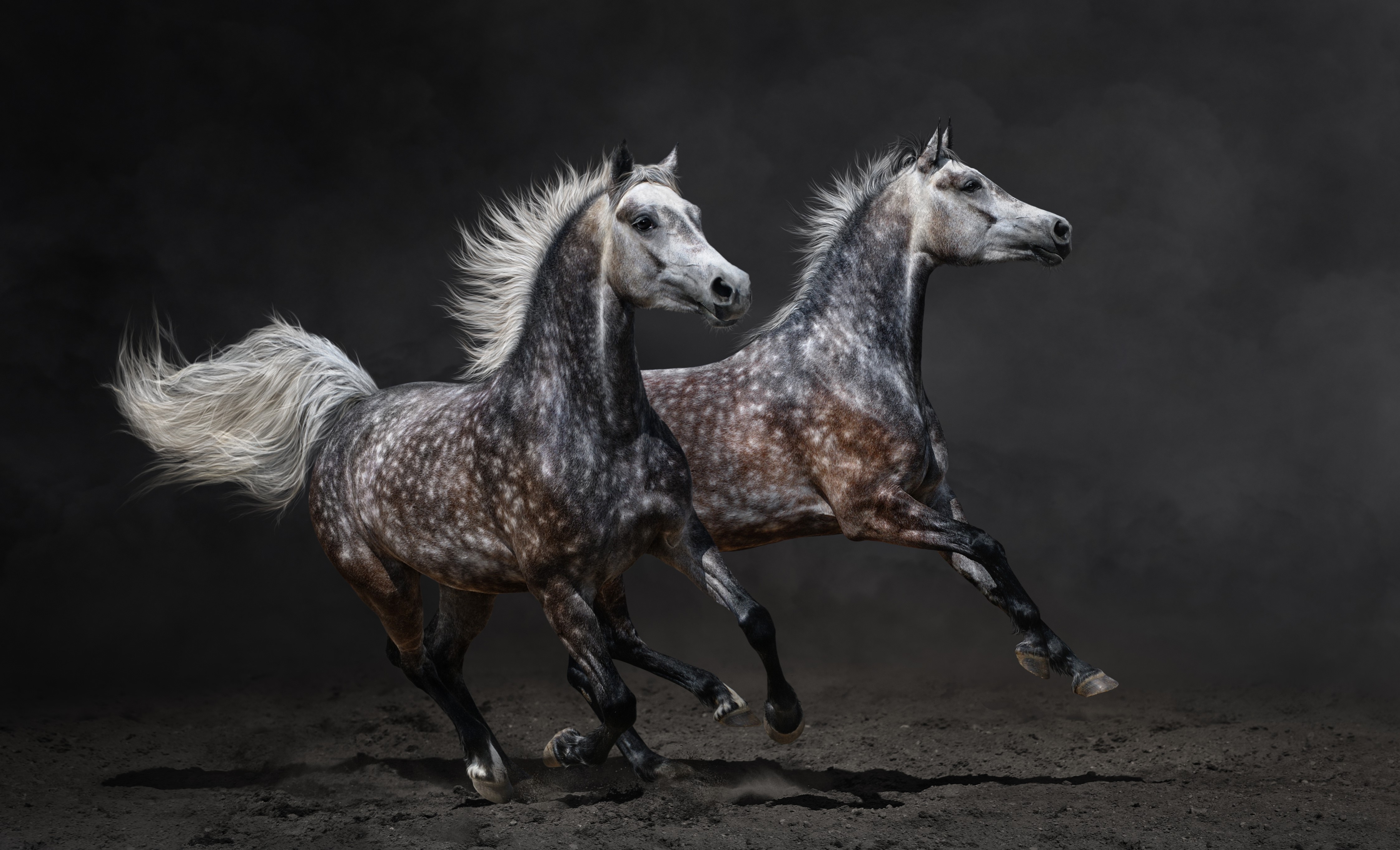 Two dappled grey horses running HD Wallpaper