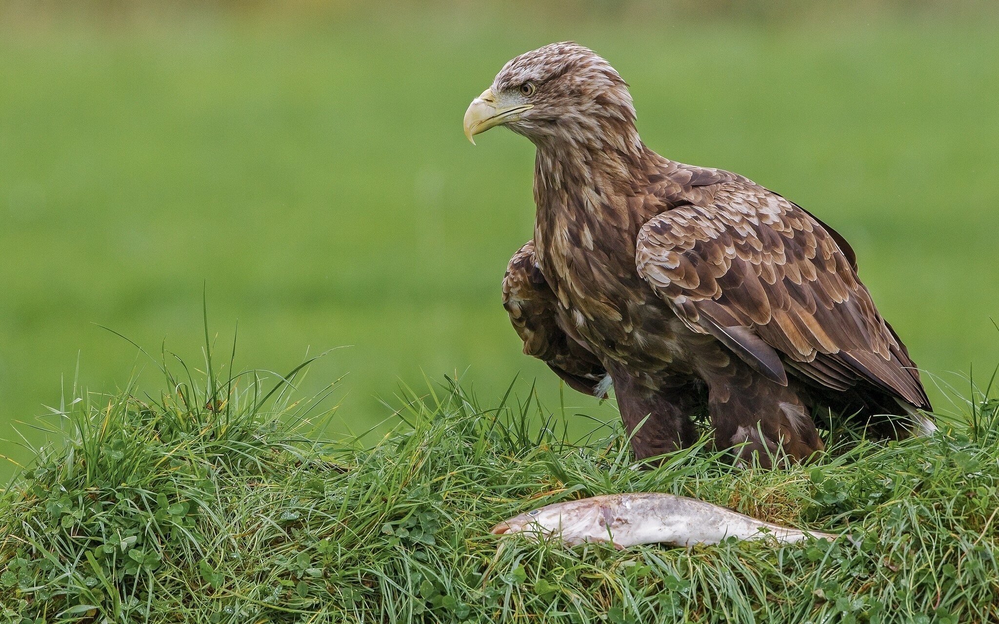 White-tailed eagle with fish on grass HD Wallpaper