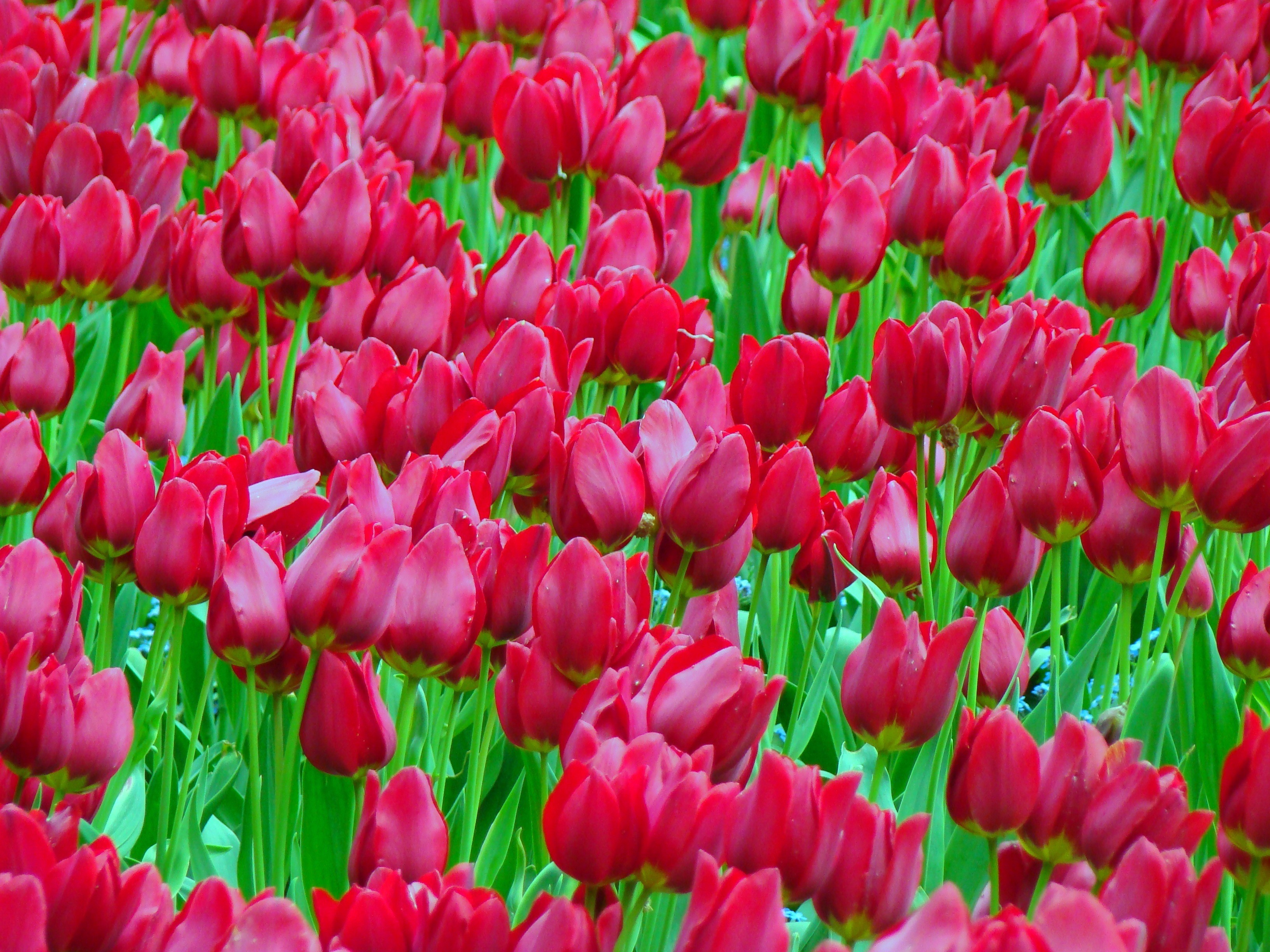 Field of Red Tulips HD Wallpaper