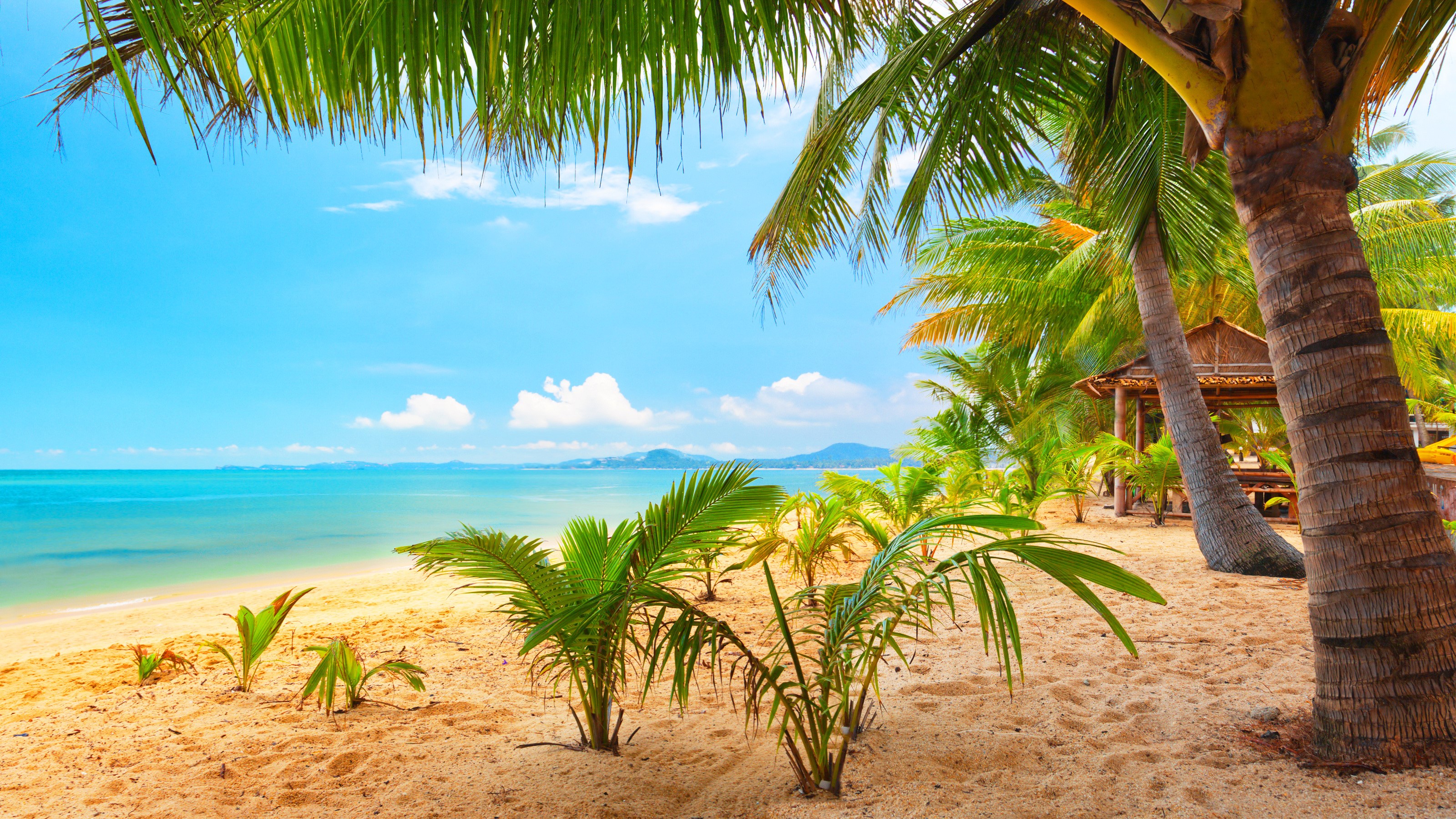 Tropical beach with palm trees and ocean HD Wallpaper