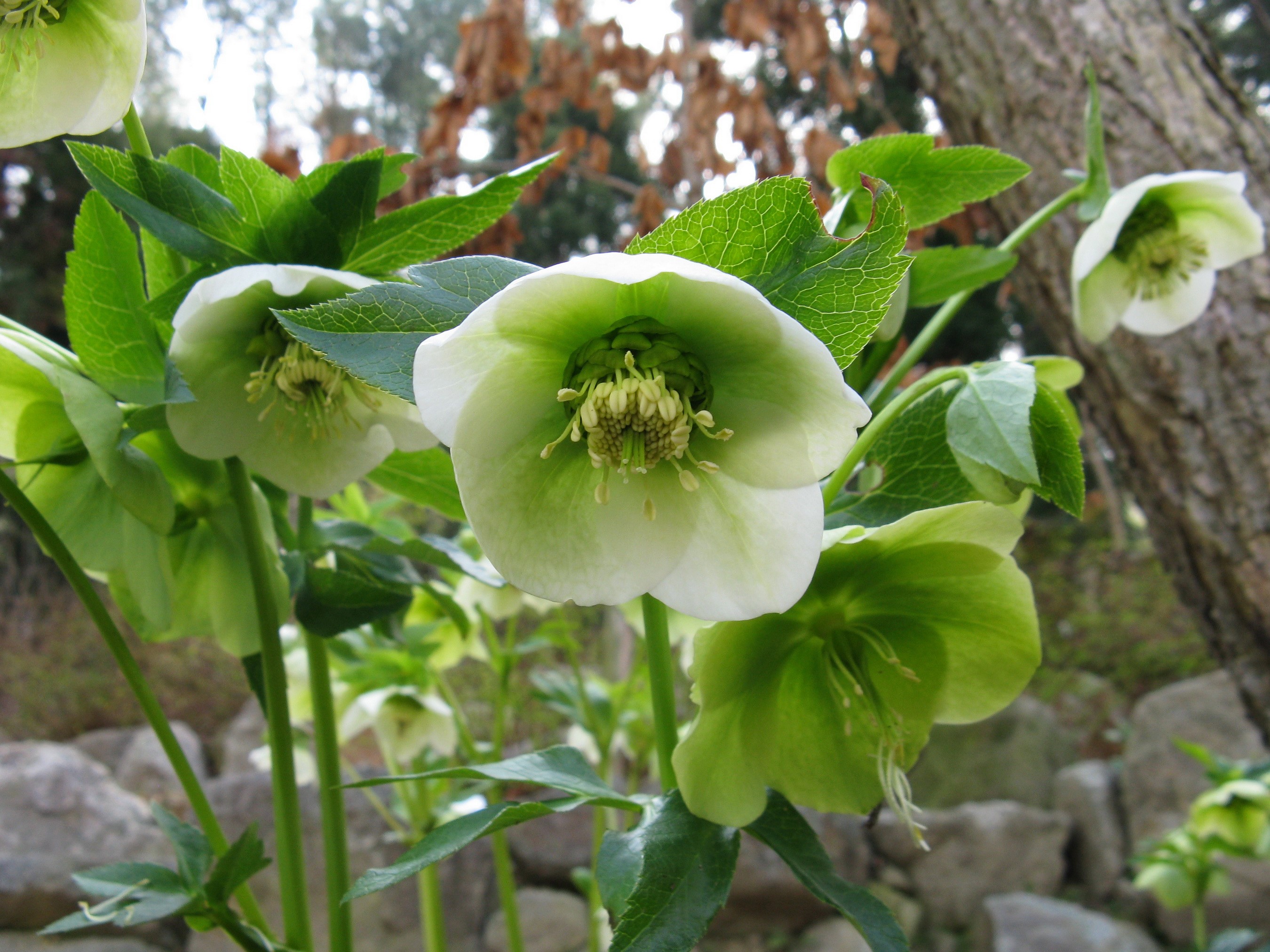 White and green hellebore flowers in bloom HD Wallpaper