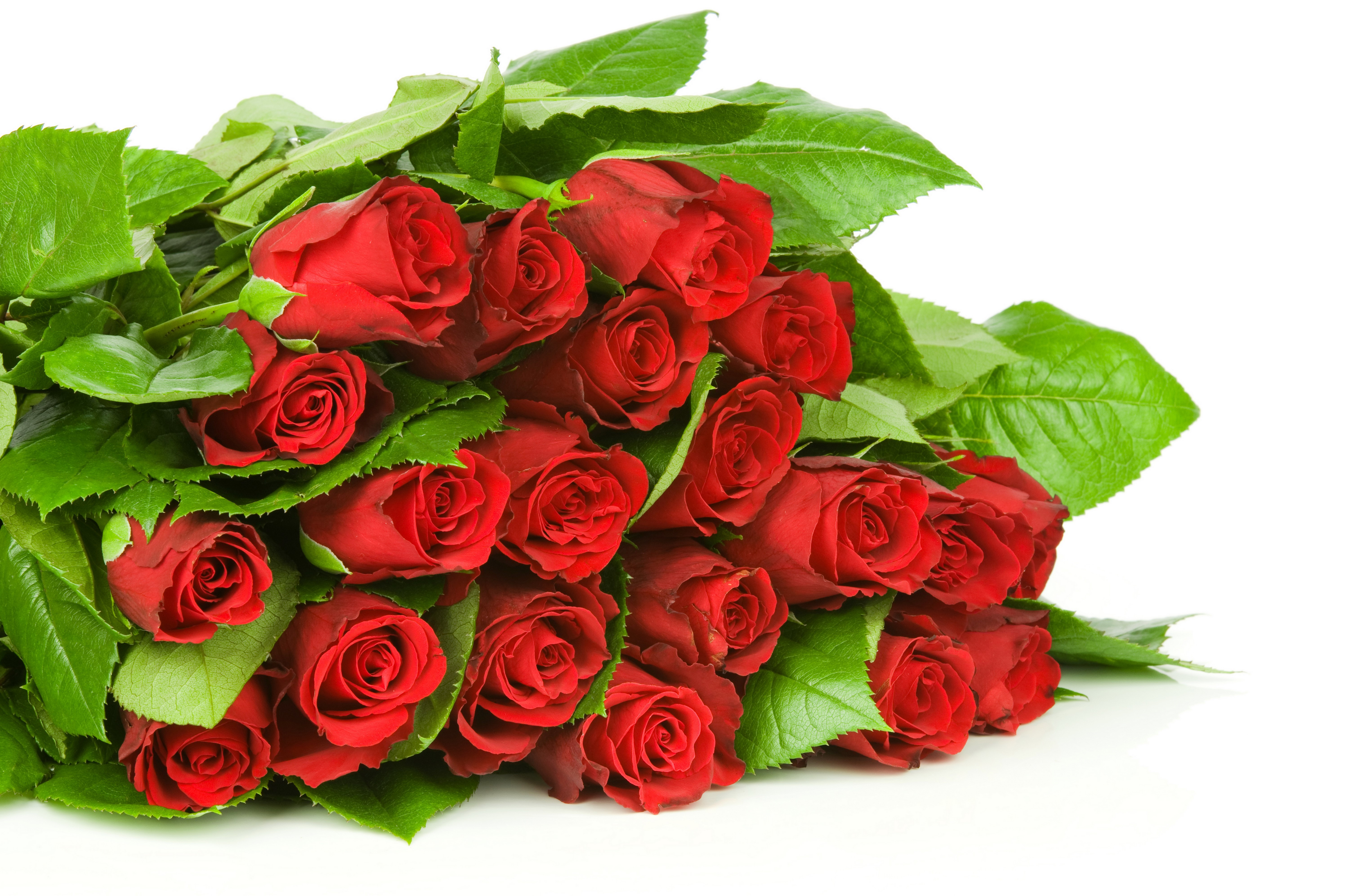 Many Red Roses HD Wallpaper