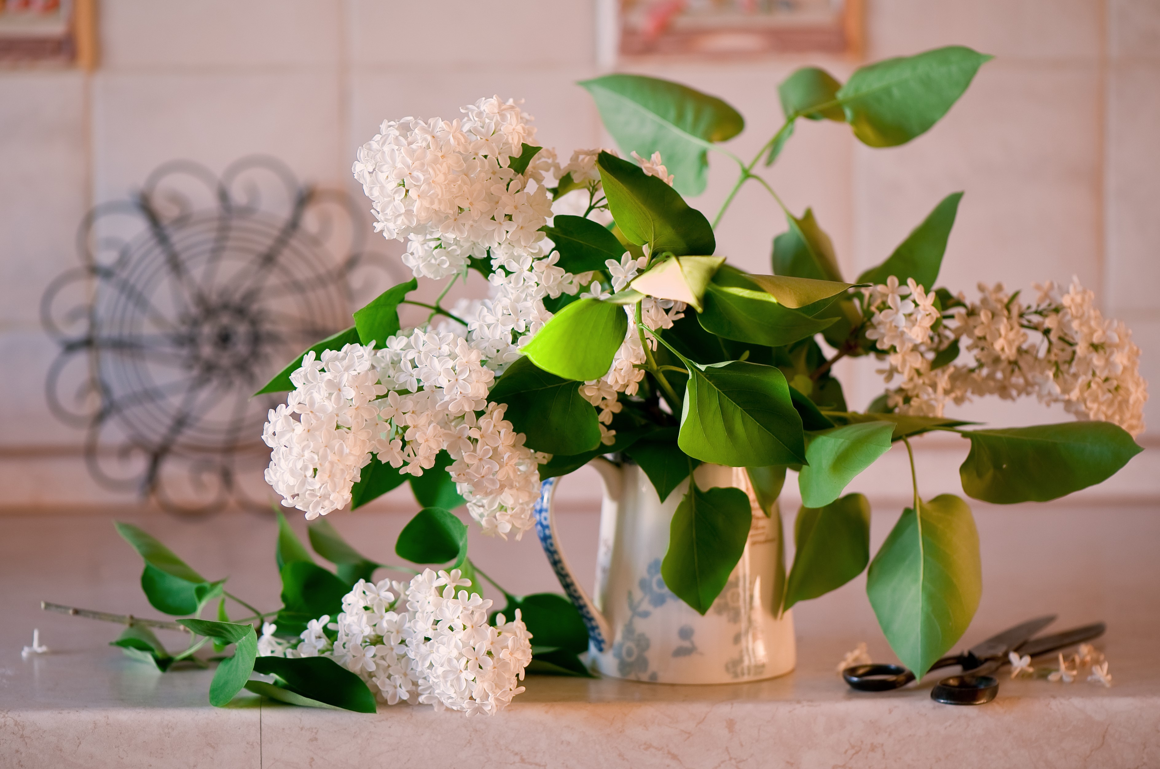 White Lilac Flowers in a Pitcher HD Wallpaper