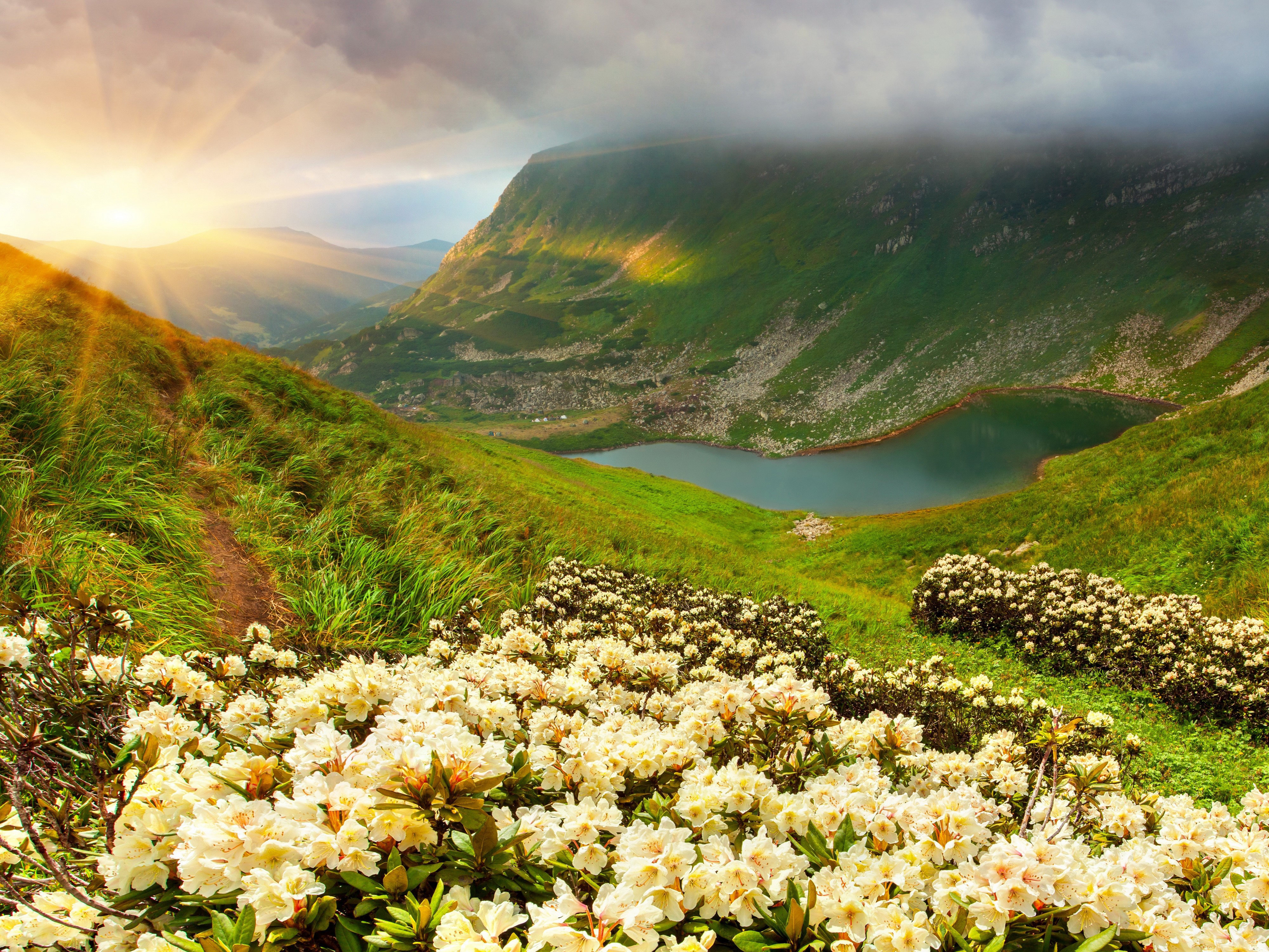 Mountain lake with rhododendrons and sunrise HD Wallpaper