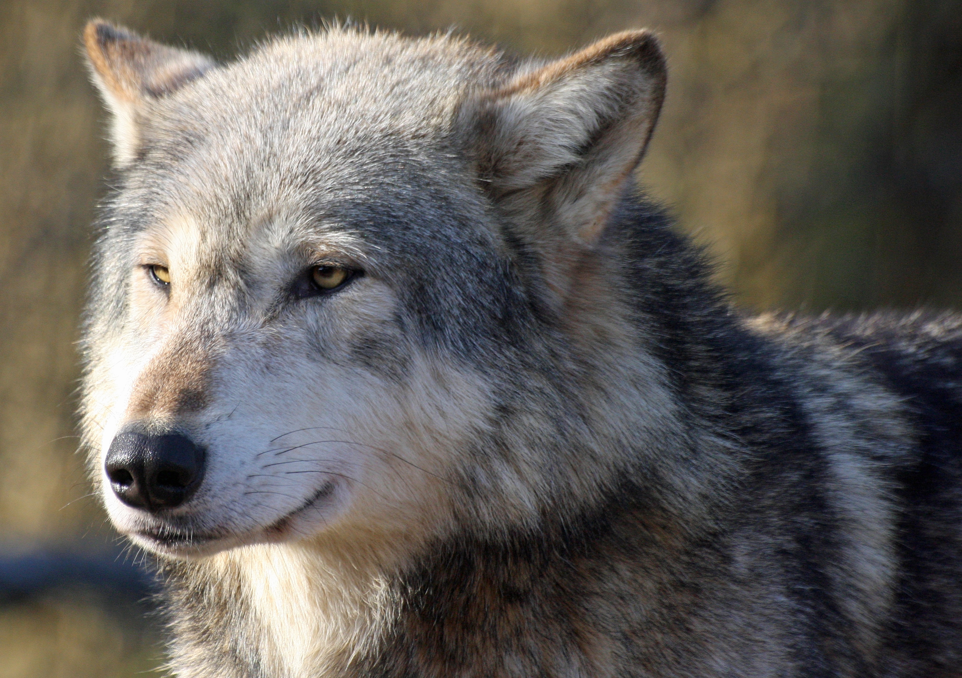 Close-up of a wolf's face HD Wallpaper
