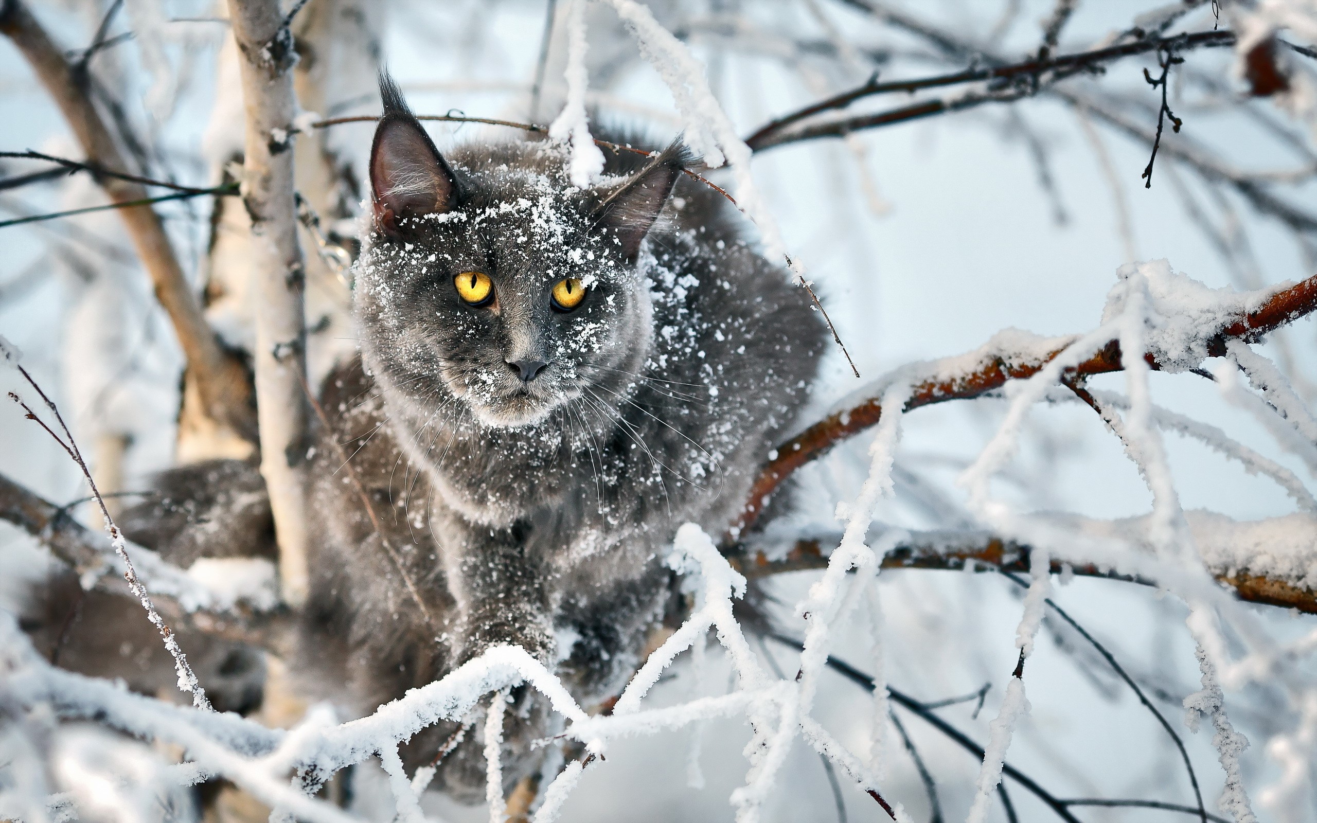 Maine Coon cat in snow-covered branches HD Wallpaper