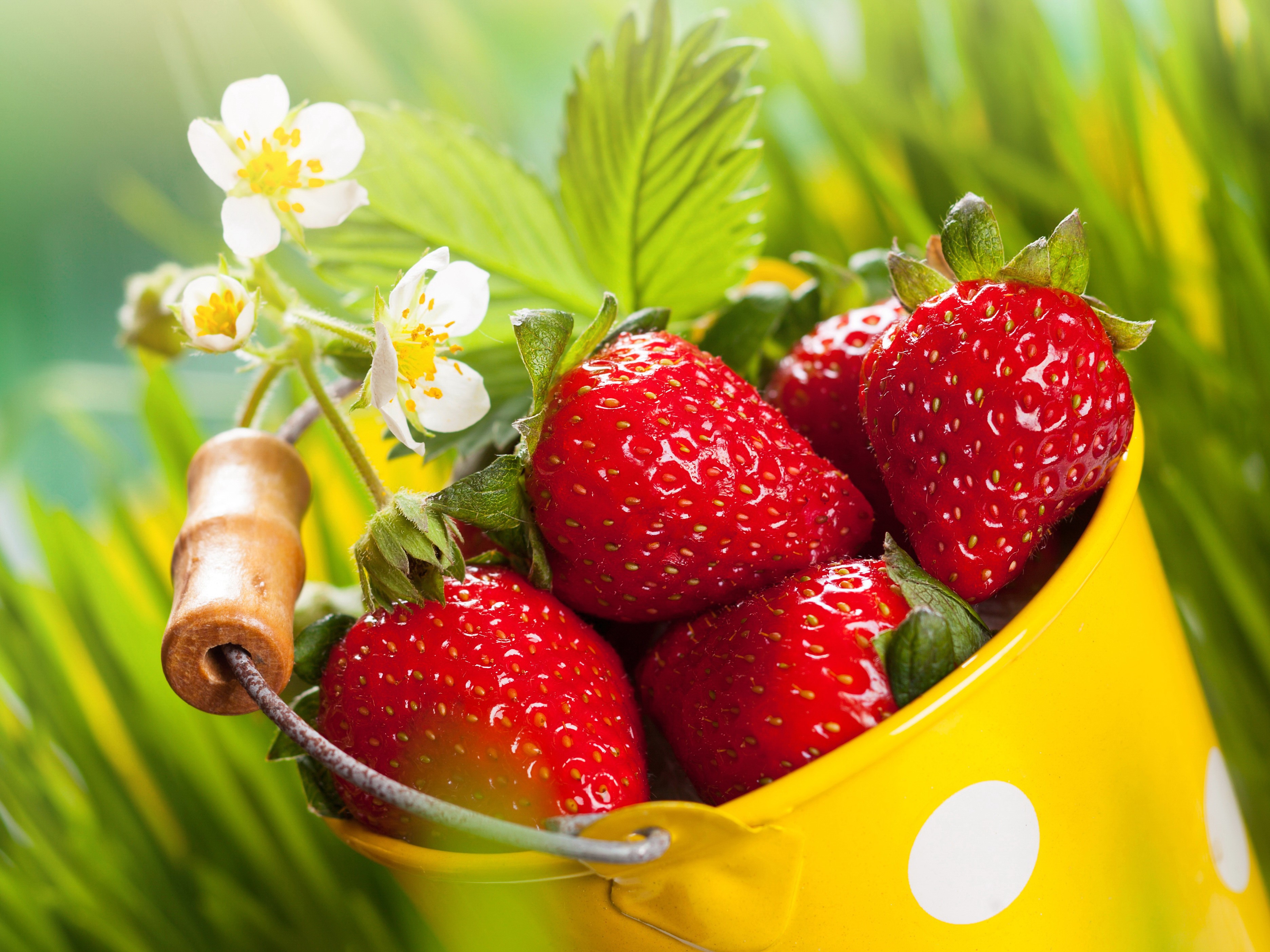 Strawberries and flowers in a yellow bucket HD Wallpaper