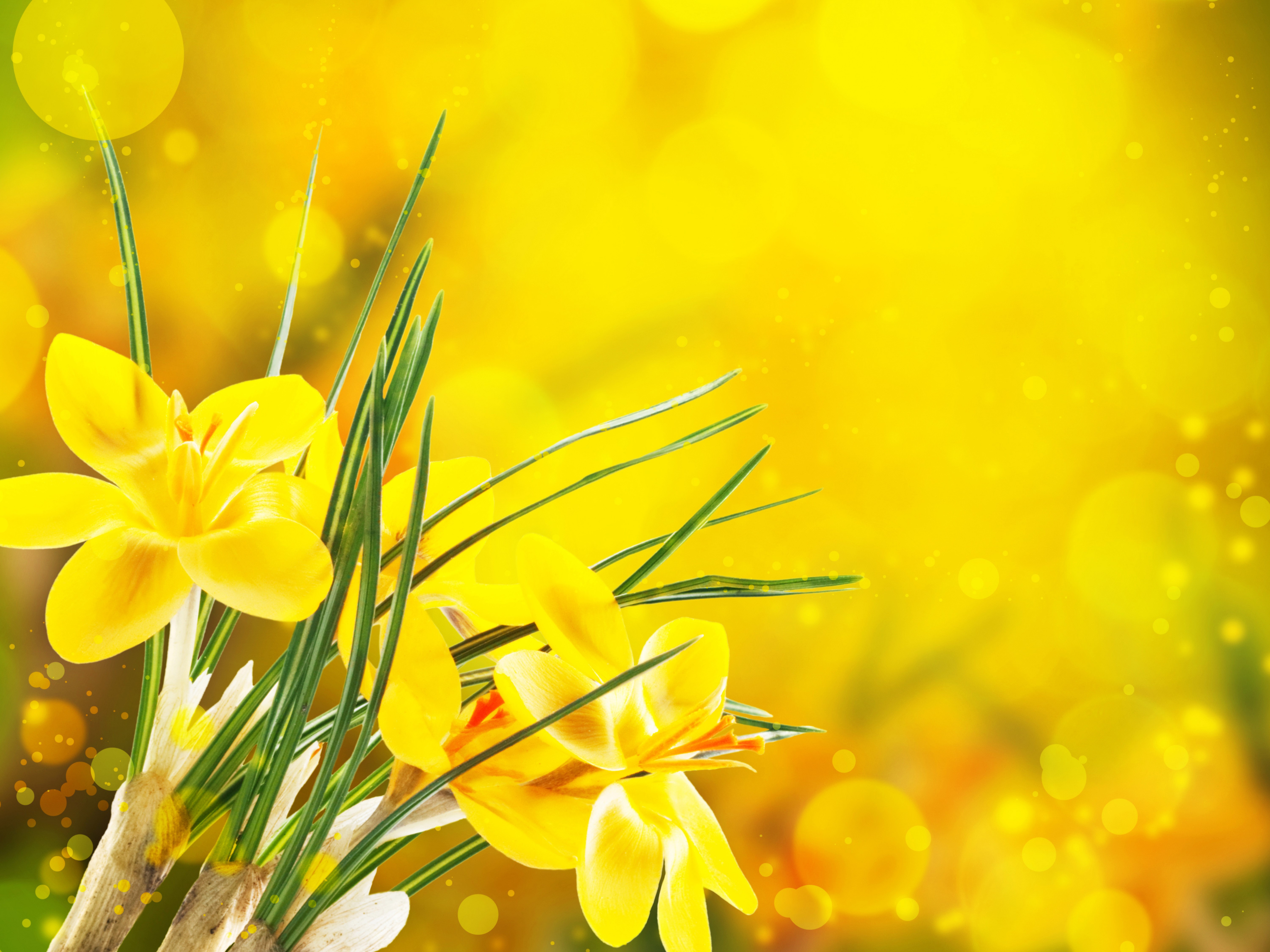 Yellow Crocus Flowers with Green Stems HD Wallpaper