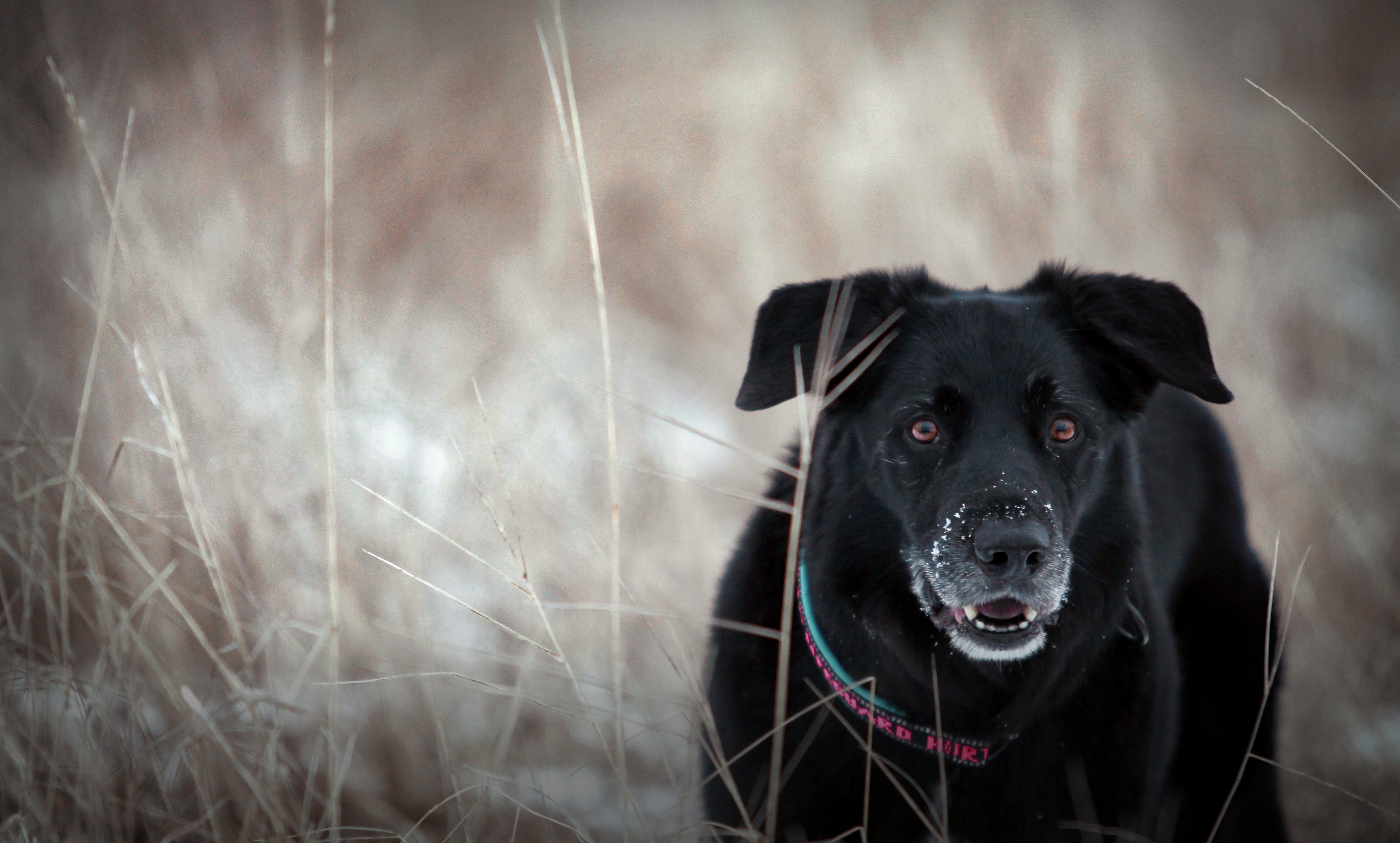 Black dog in dry grass HD Wallpaper